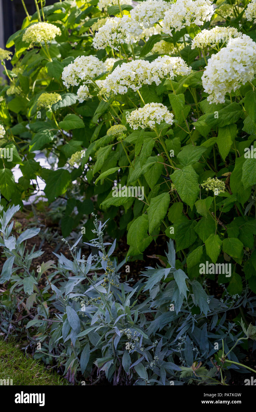 Hydrangea arborescens 'Annabelle' underplanted mit Artemisia ludoviciana 'Valerie Finnis' Stockfoto