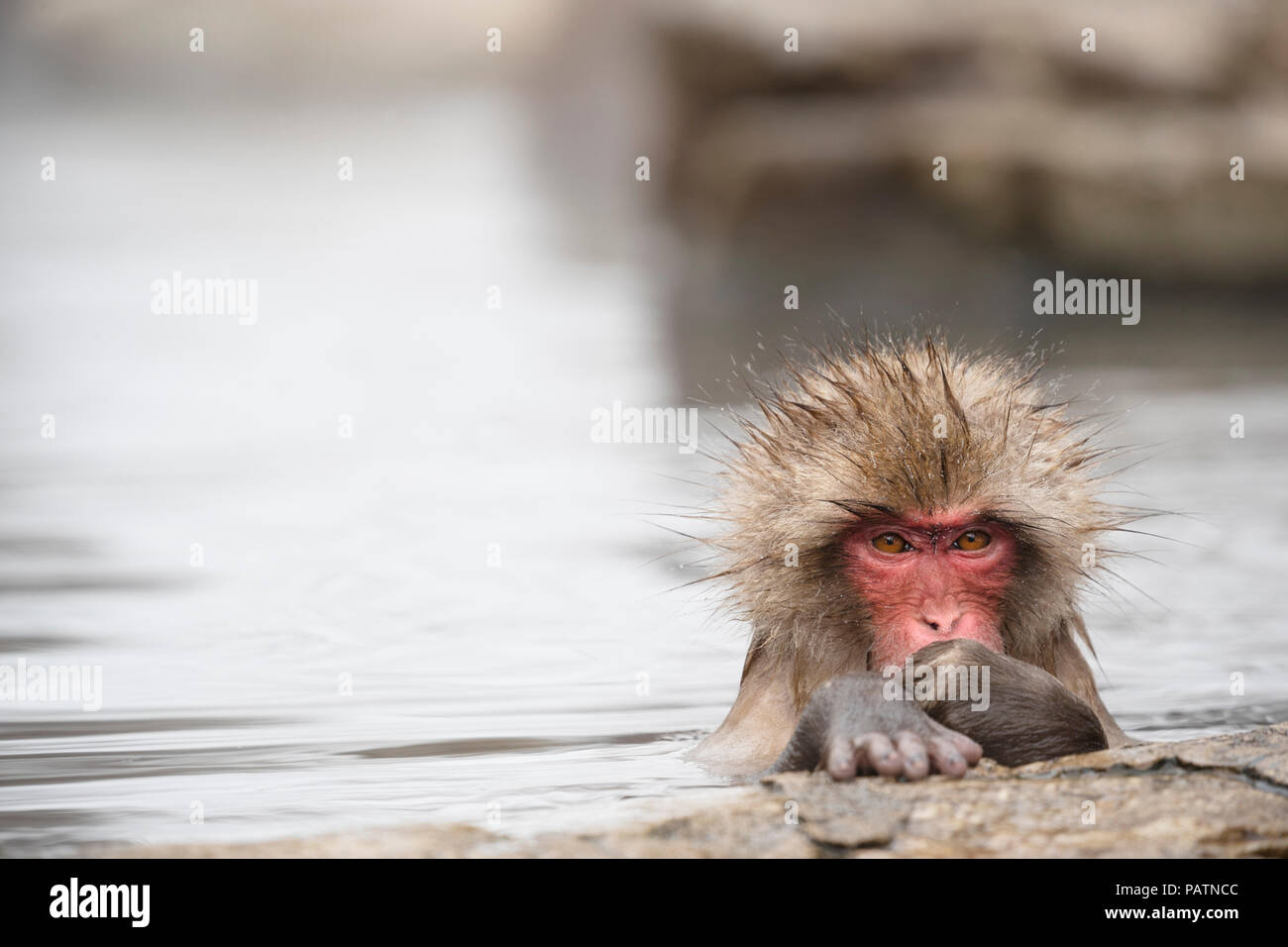 Japan, Honshu, Präfektur Nagano, Jigokudani Monkey Park. Japanische macaque aka Schnee Affe oder Nihonzaru (Macaca fuscata). Monkey in heißem Wasser Frühling. Stockfoto