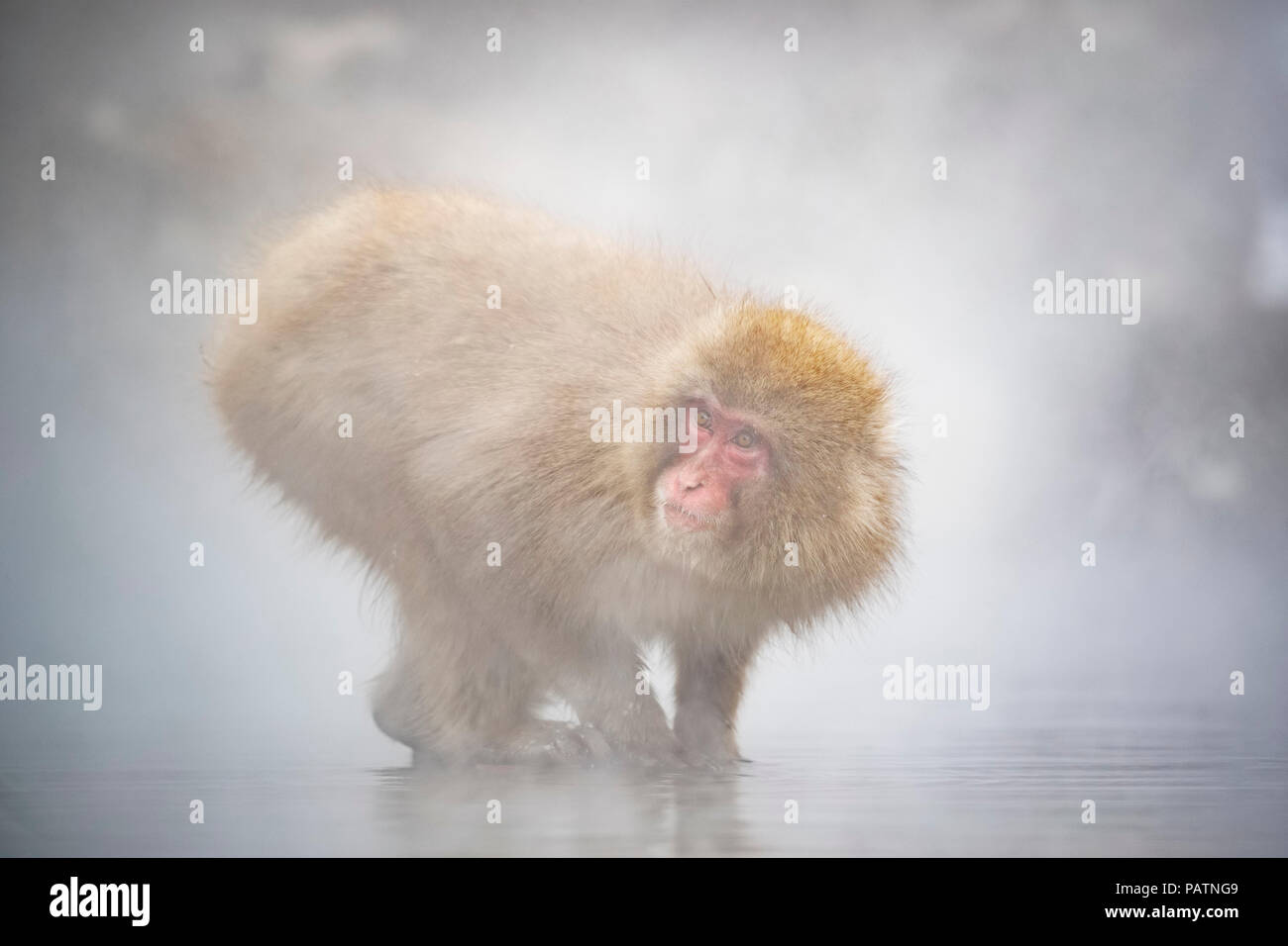 Japan, Honshu, Präfektur Nagano, Jigokudani Monkey Park. Japanische macaque aka Schnee Affe oder Nihonzaru (Macaca fuscata). Monkey in heißem Wasser Frühling. Stockfoto