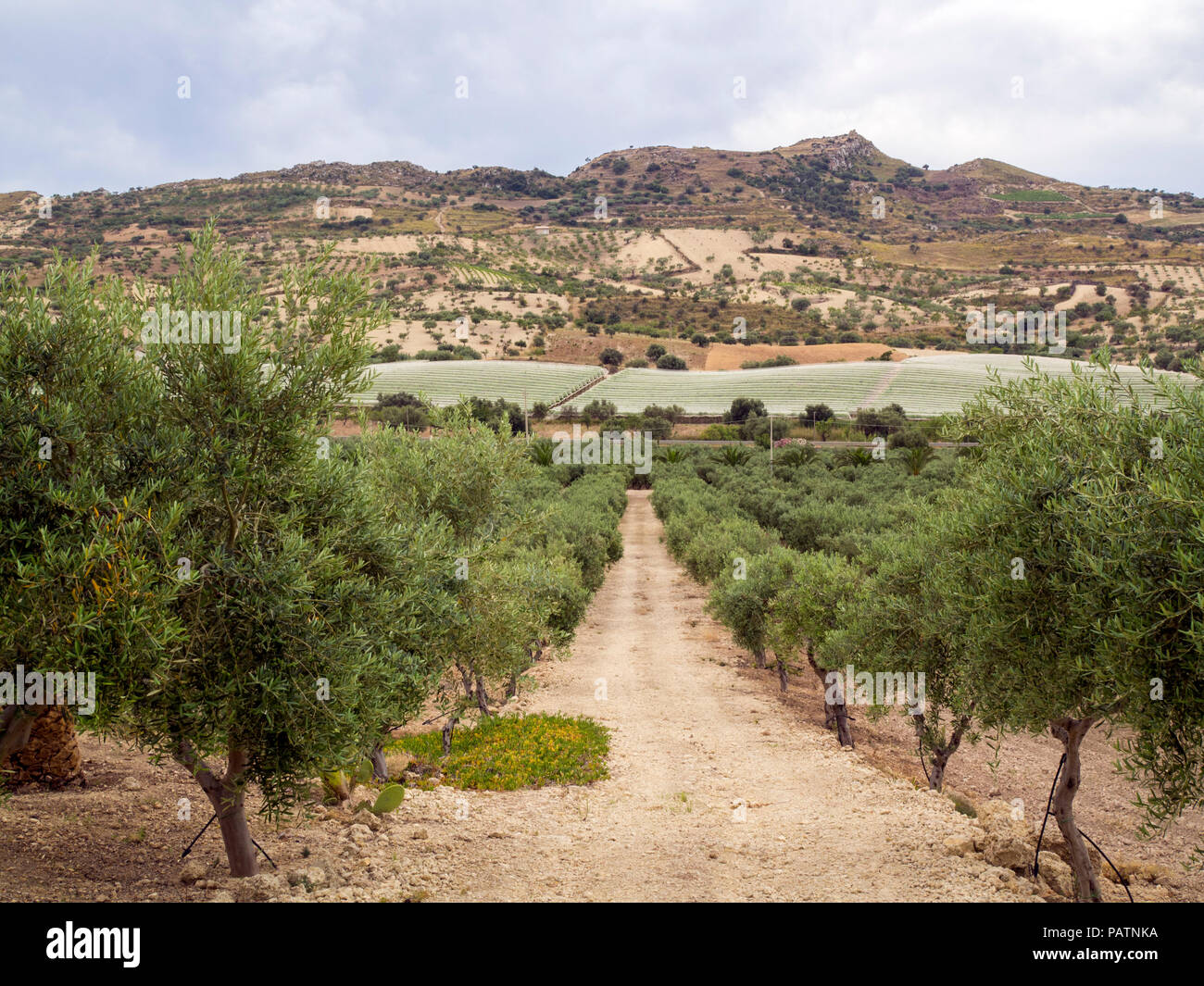 Oliven in Azienda Agricola e Resort Mandranova, eine Arbeitsgruppe der Olive Farm und Hotel außerhalb von Agrigento in Sizilien. Stockfoto