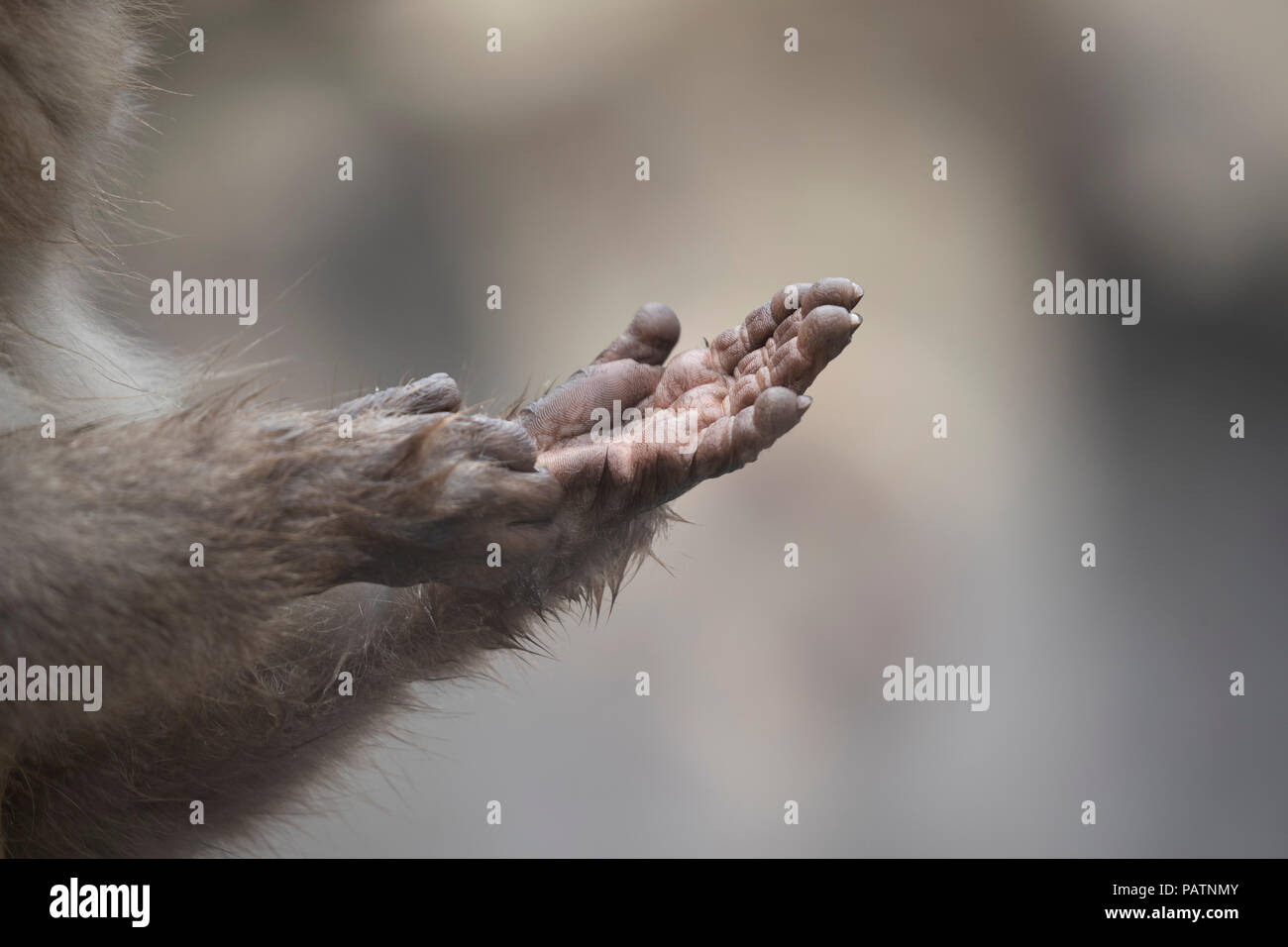 Japan, Honshu, Präfektur Nagano, Jigokudani Monkey Park. Japanische macaque aka Schnee Affe oder Nihonzaru (Macaca fuscata). Hand detail. Stockfoto