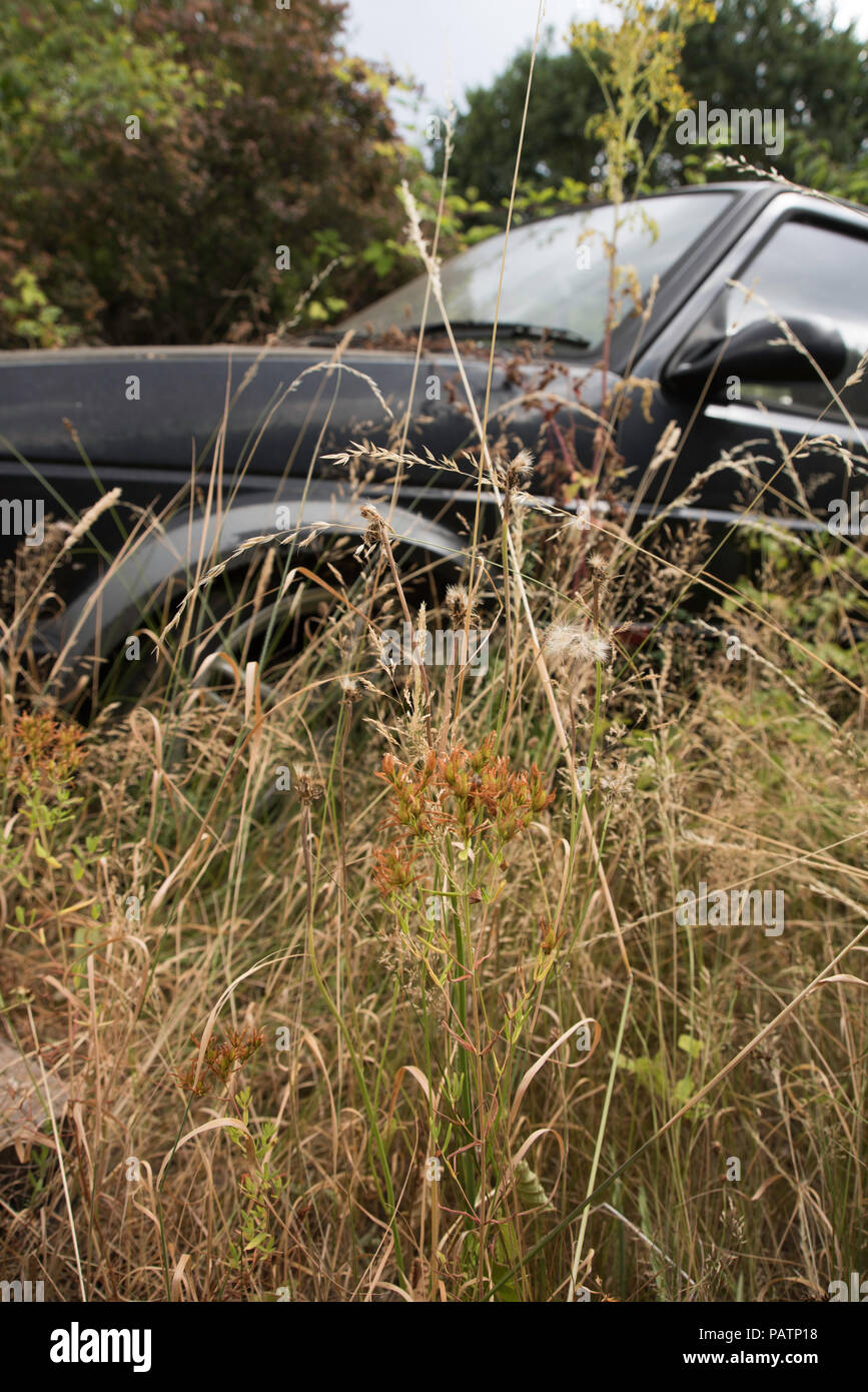 Abgebrochene Benzinmotor Auto im Unterholz. Stockfoto