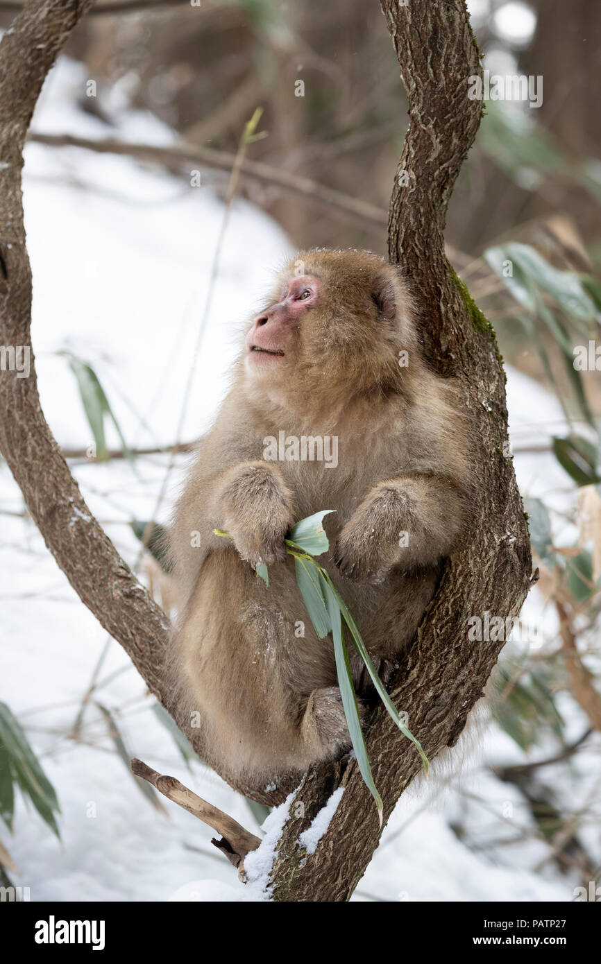 Japan, Honshu, Präfektur Nagano, Jigokudani Monkey Park. Japanische macaque aka Schnee Affe oder Nihonzaru (Macaca fuscata) im Baum. Stockfoto