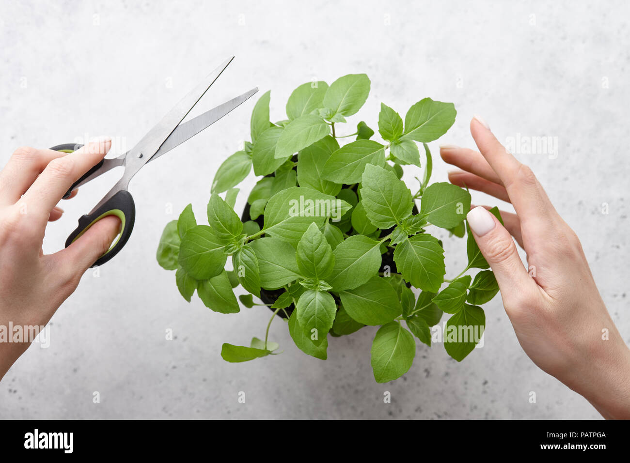 Die Frau Hände schneiden frische grüne Blätter Basilikum Stockfoto