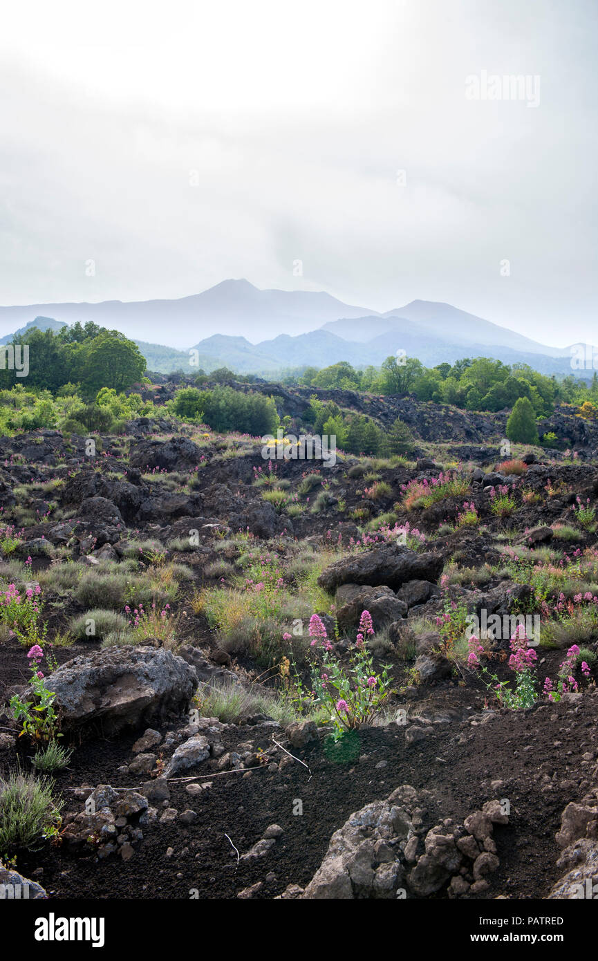 Wilde Blumen wachsen aus erstarrte Lava mit dem Ätna im Hintergrund, auf der nördlichen Seite des Vulkans, Sizilien. Stockfoto