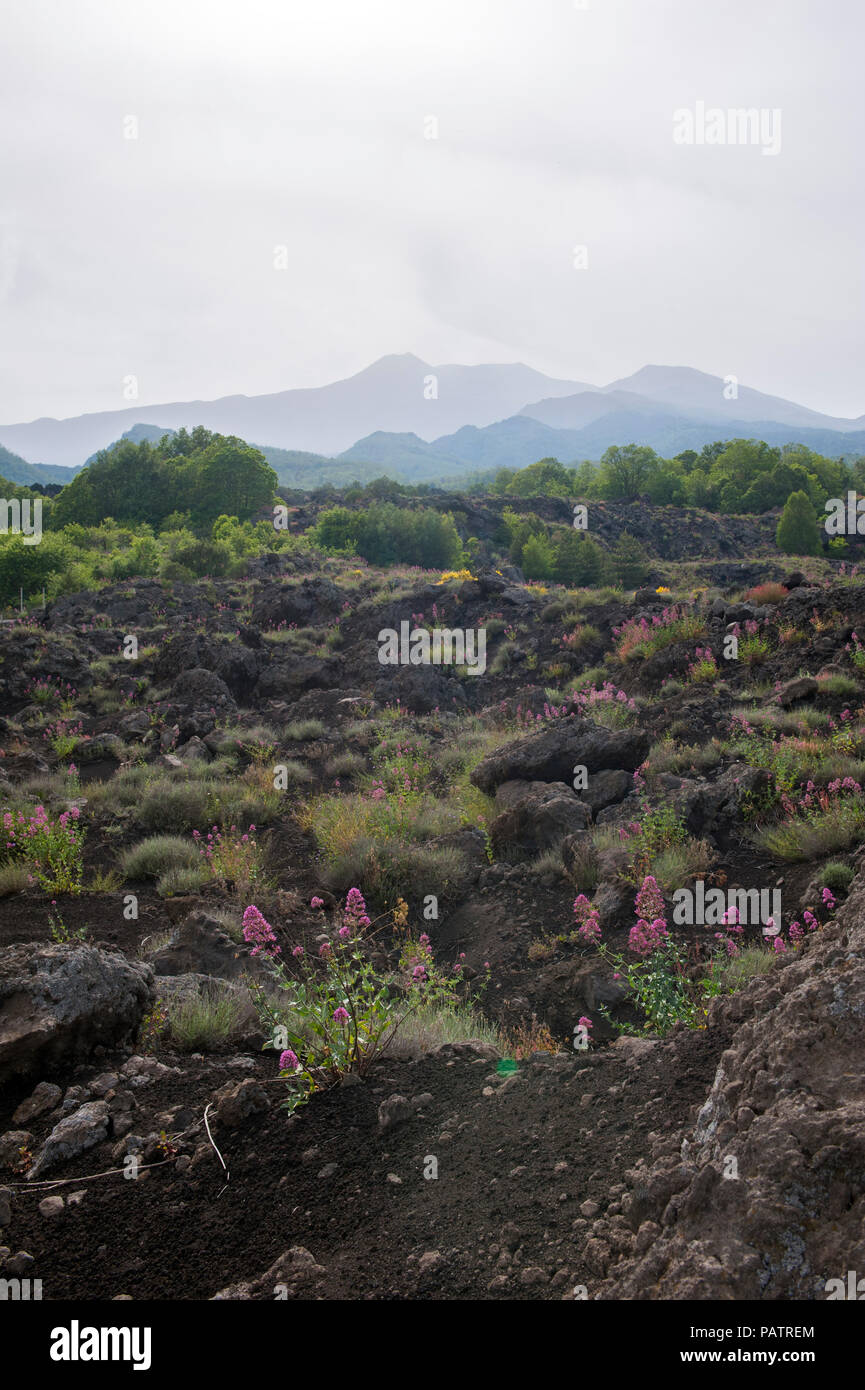 Wilde Blumen wachsen aus erstarrte Lava mit dem Ätna im Hintergrund, auf der nördlichen Seite des Vulkans, Sizilien. Stockfoto