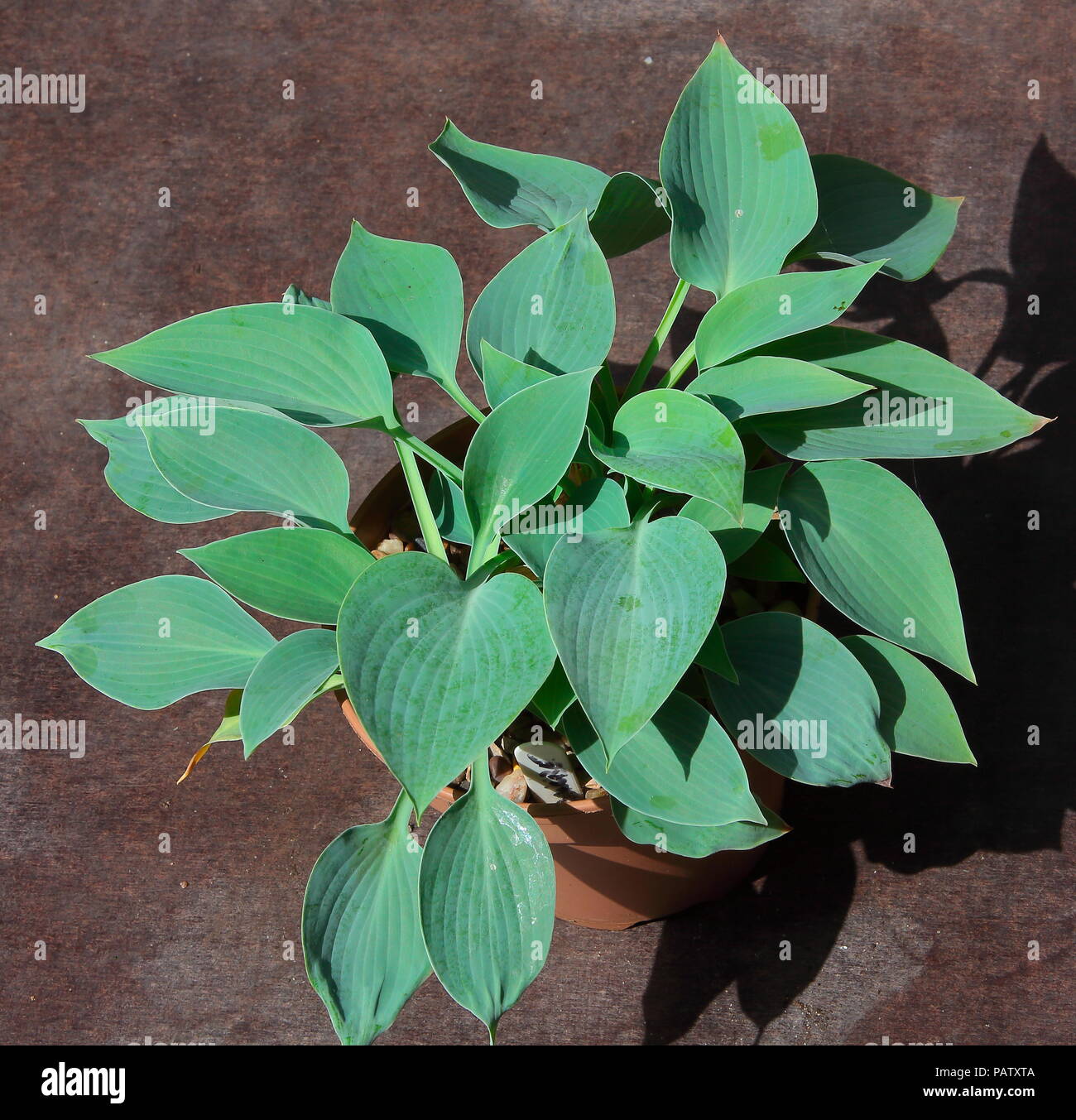 Natürlich schöne Hosta im Topf bereit, die für die Anpflanzung von gardenner zu gehen. Stockfoto