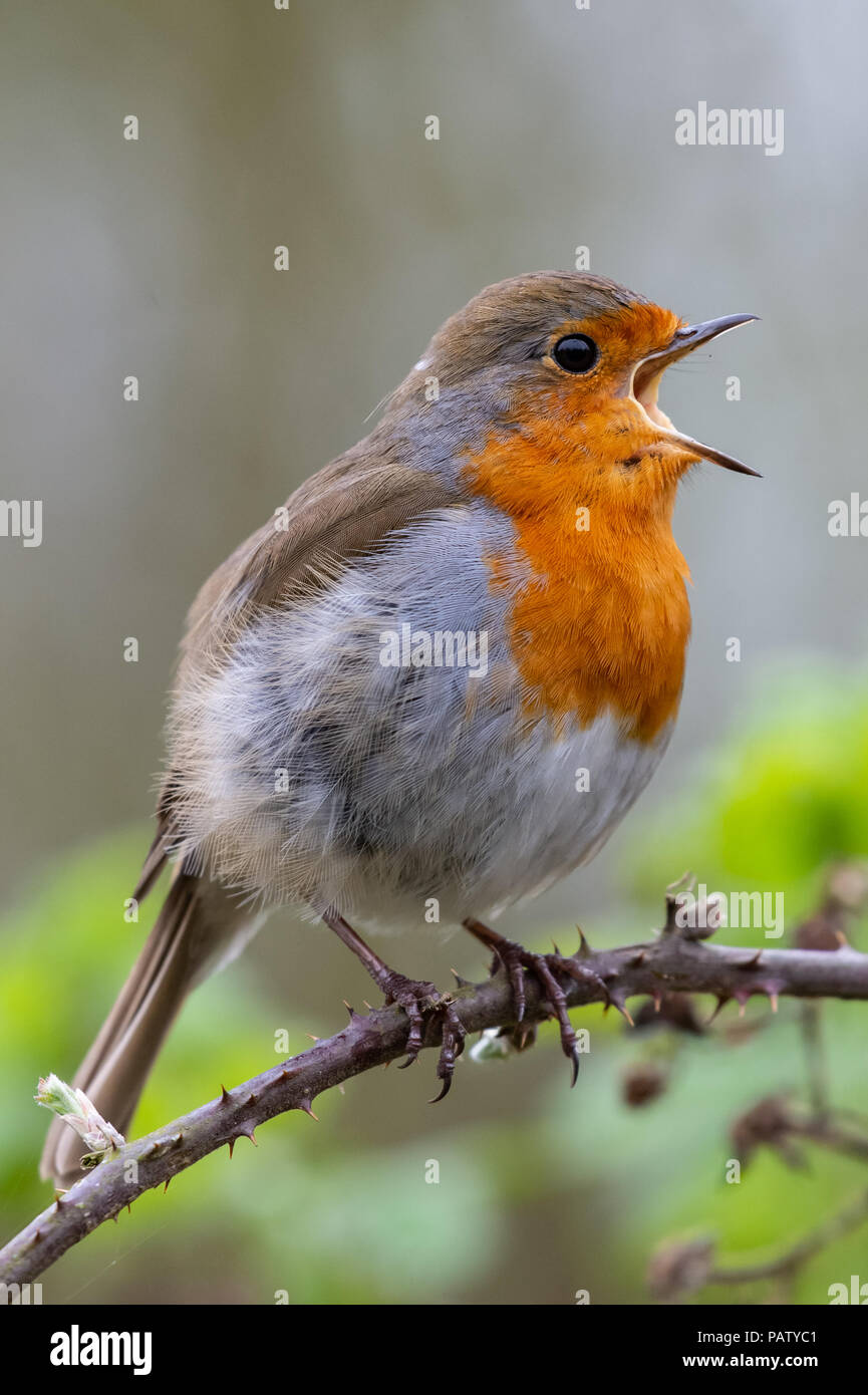 Rotkehlchen (Erithacus Rubecula) singen Stockfoto