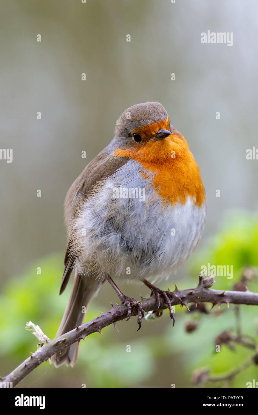 Rotkehlchen (Erithacus Rubecula) Stockfoto