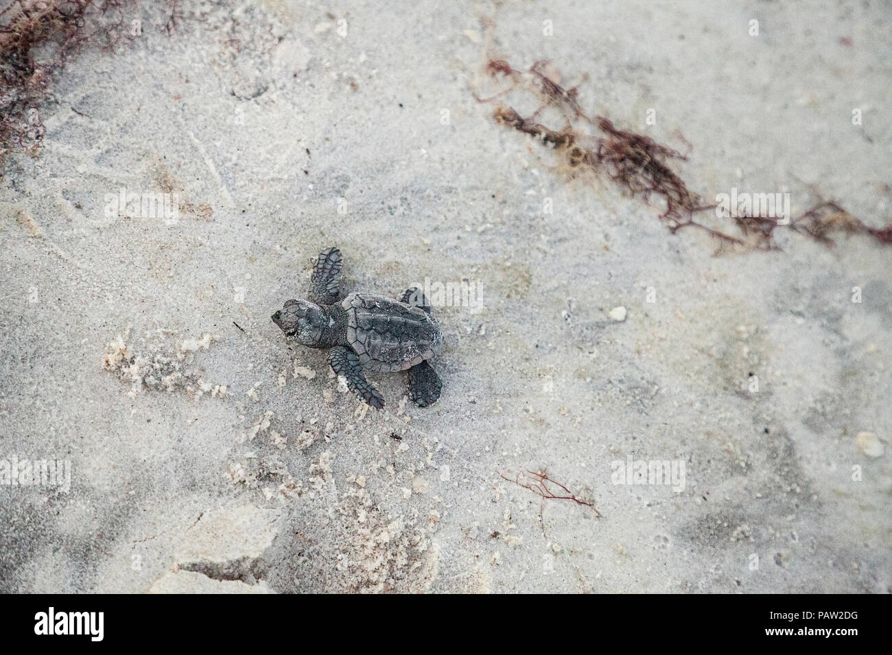 Hatchling" Baby Meeresschildkröten Caretta caretta Aufstieg aus dem Nest und ihren Weg zum Meer in der Dämmerung auf Clam Pass Strand in Naples, FL machen Stockfoto