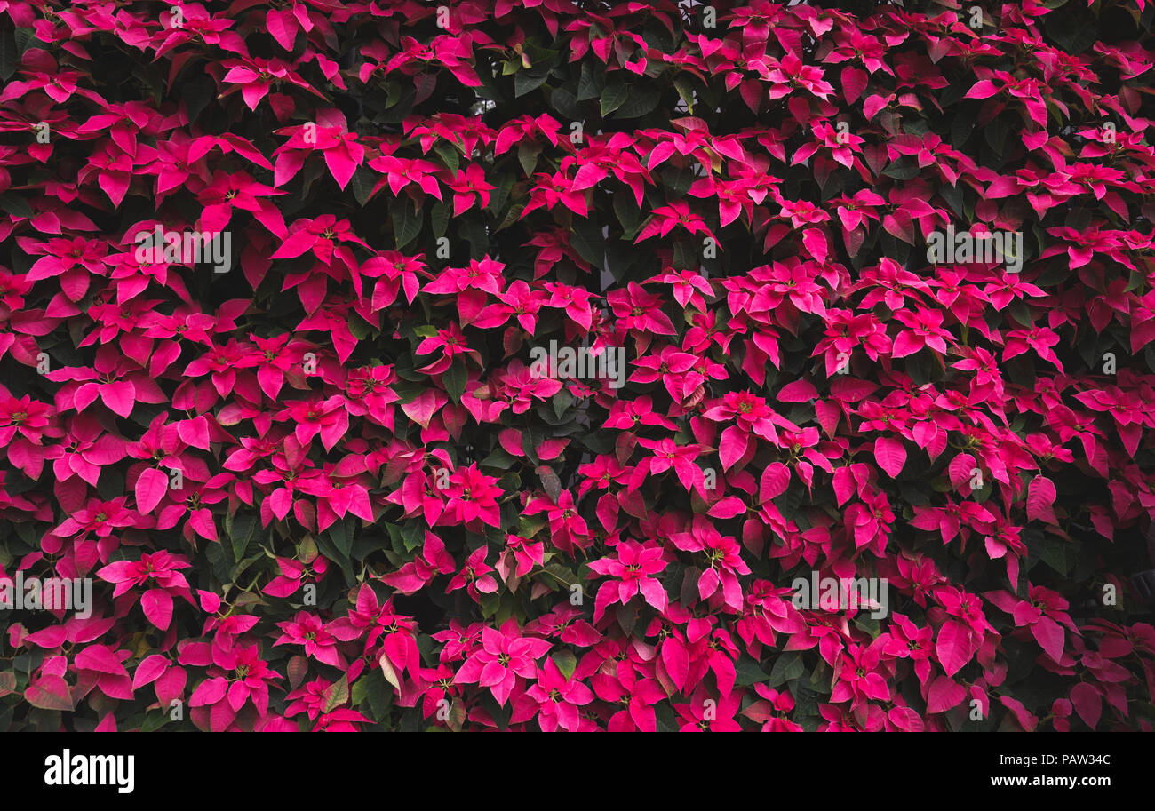 Muster der Weihnachtsstern treibt, Rote und Grüne Weihnachten Baum Blätter treibt. Stockfoto