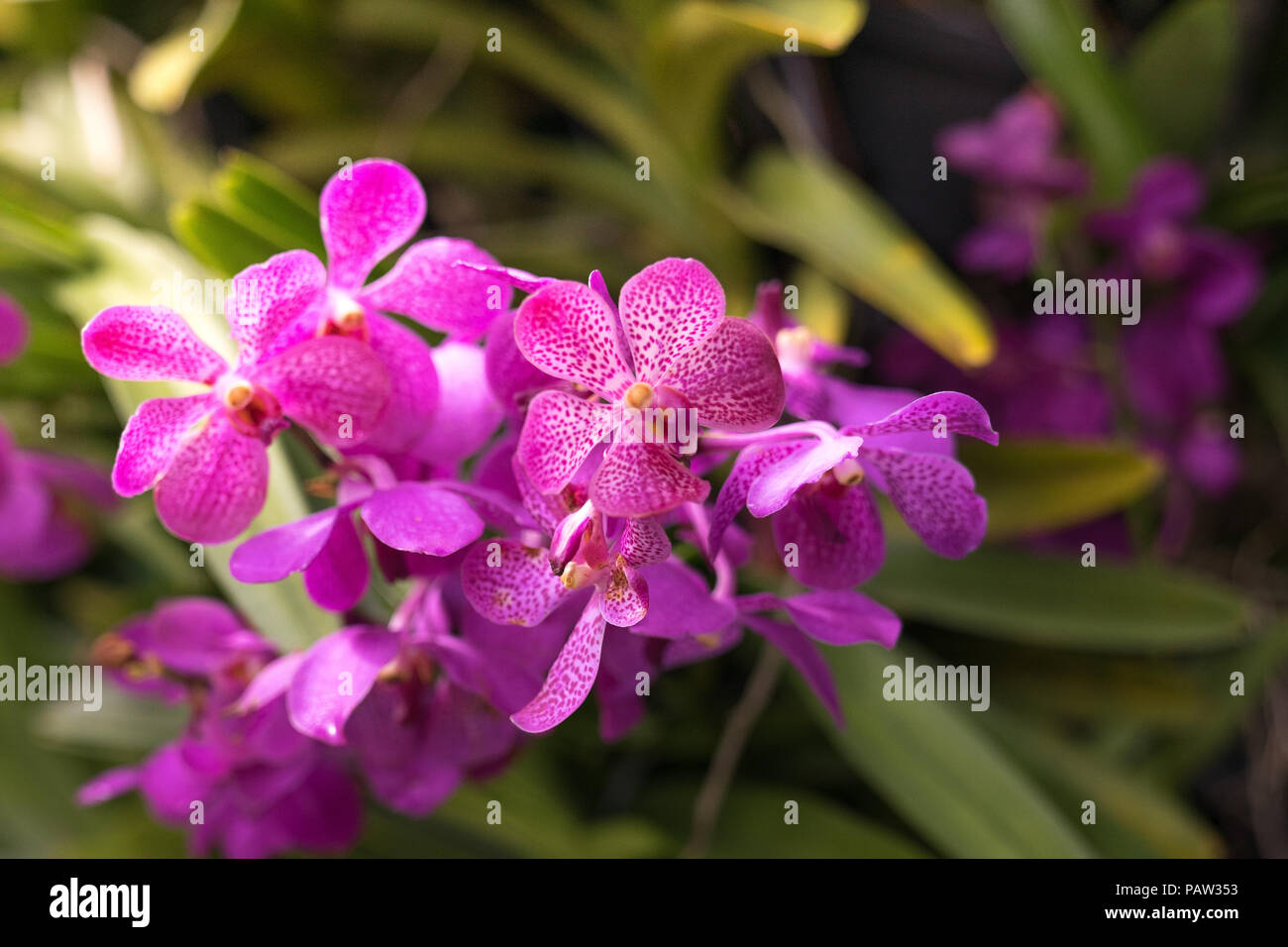 Nahaufnahme Blick von oben auf die wilden rosa Orchidee Blumen Stockfoto