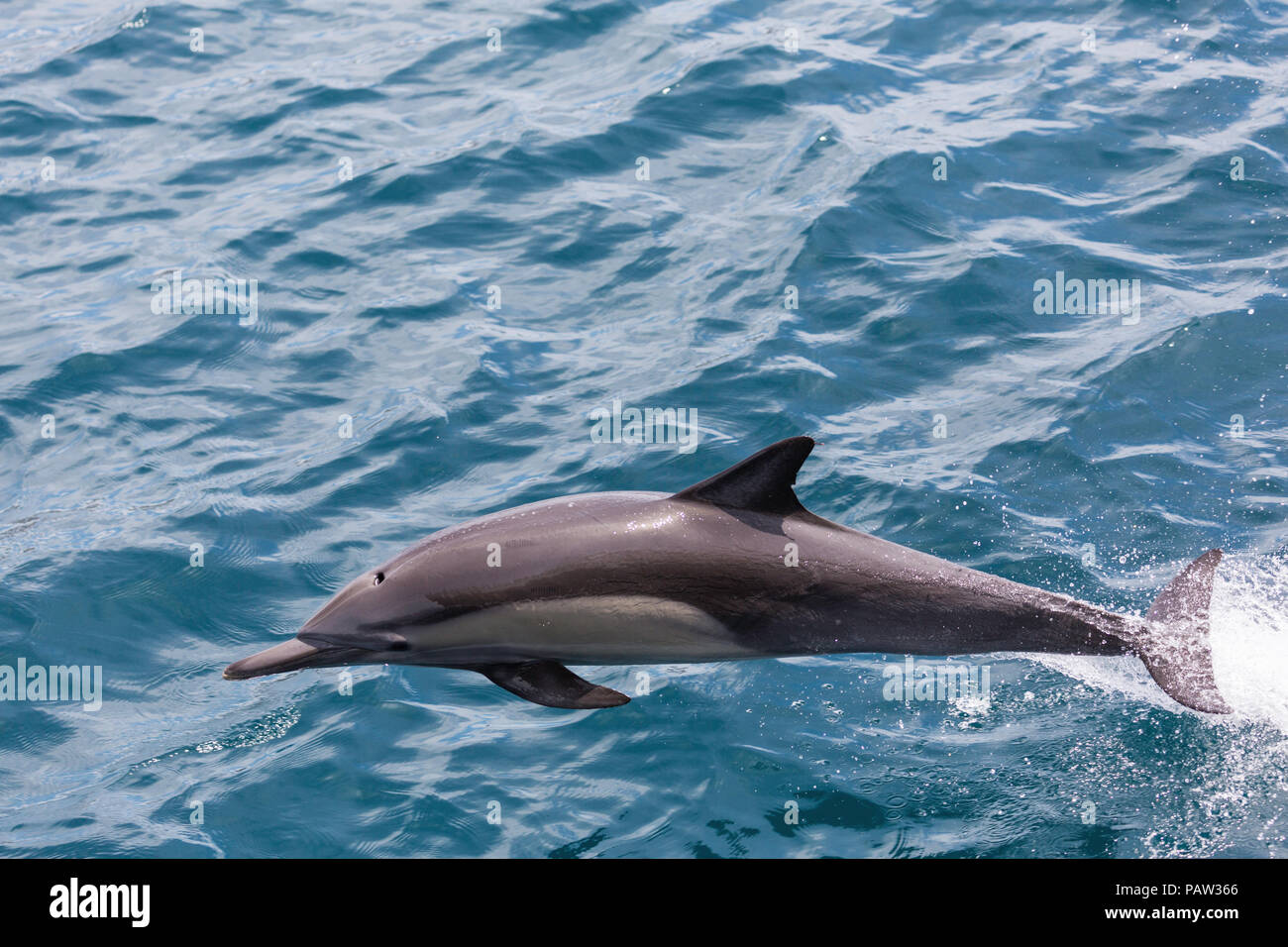 Lange-beaked Common dolphin, Delphinus capensis, Isla San Marcos, Baja California Sur, Mexiko. Stockfoto