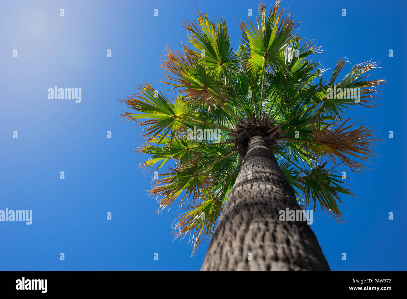 Palmen am blauen Himmel Hintergrund, Blick von Boden, Idee für tropische Sommer, Reisen Stockfoto