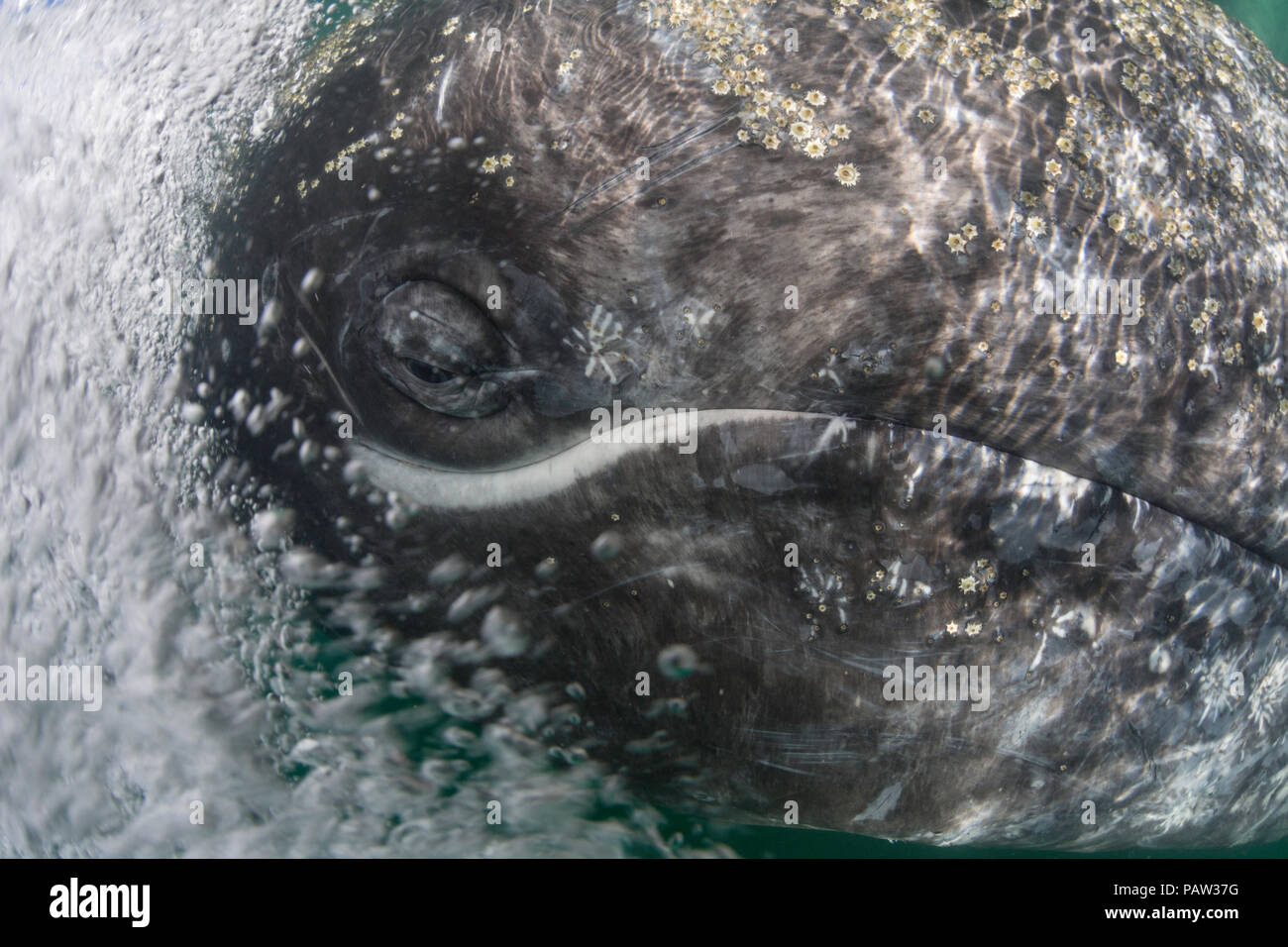 California Grauwale Kalb, Eschrichtius robustus, Auge Detail unter Wasser in San Ignacio Lagoon, Baja California Sur, Mexiko Stockfoto