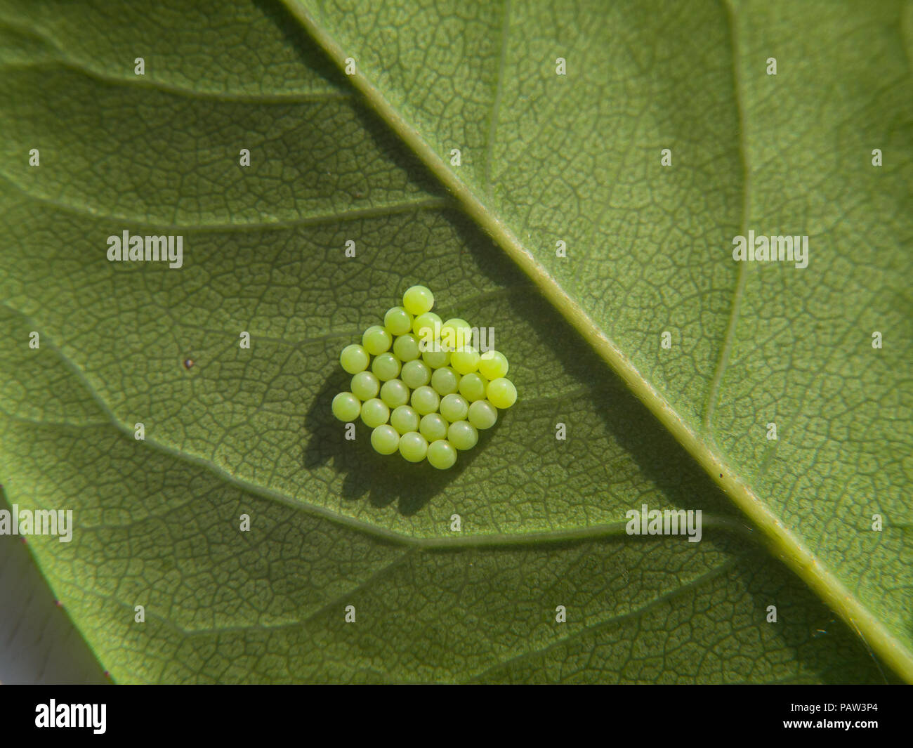 Nahaufnahme einer Gruppe von grün Insekt (Falter oder Schmetterling) Eier unter einem Blatt Stockfoto