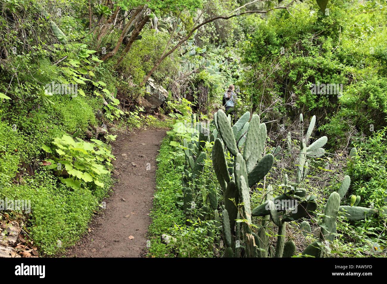 Gran Canaria Natur - lorbeerwald von Tilos de Moya. Stockfoto