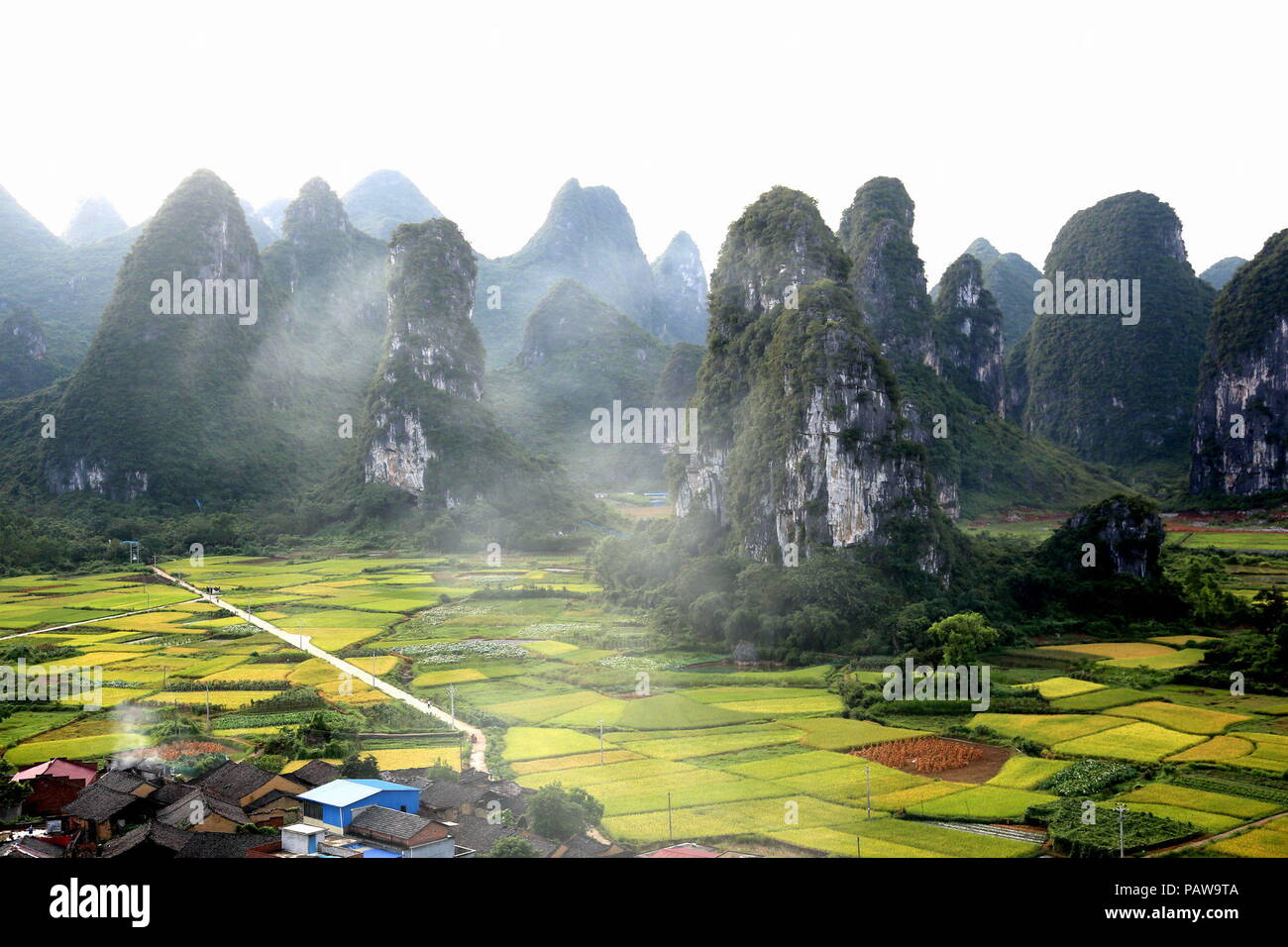 Guilin, Guangxi, China, 25. Juli 2018. Am frühen Morgen zu einem Reisfeld in Yanshan Bezirk in der Nähe von Yangshuo, der Stadt Guilin, Guangxi Provinz Chinas. Guilin entwickelt, was für die damalige Zeit eine hoch organisierte Tourismussektor, die vor allem nationale und internationale Reisegruppen. Credit: Costfoto/Alamy leben Nachrichten Stockfoto