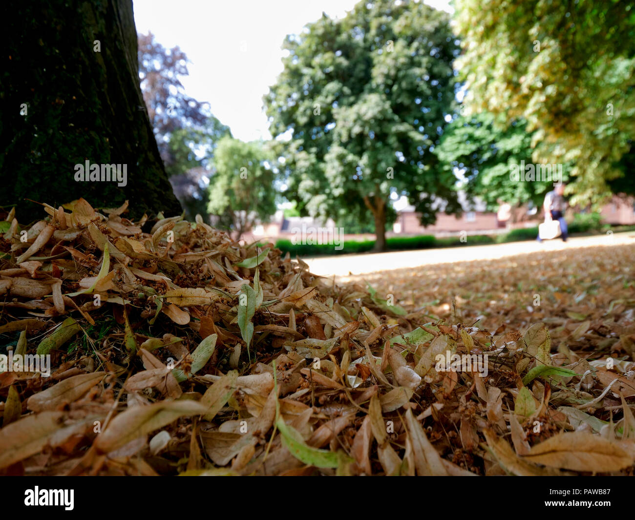 Ashbourne, Großbritannien. 25. Juli 2018. UK Wetter: Herbst Blätter fallen in Ashbourne im Juli. Die ungewöhnlich warmen sonnigen Wetter verursacht die Blätter bis zu trocknen und zu Boden fallen in Ashbourne, Derbyshire, so dass es sich wie Herbst hat früh kommen. Quelle: Doug Blane/Alamy leben Nachrichten Stockfoto