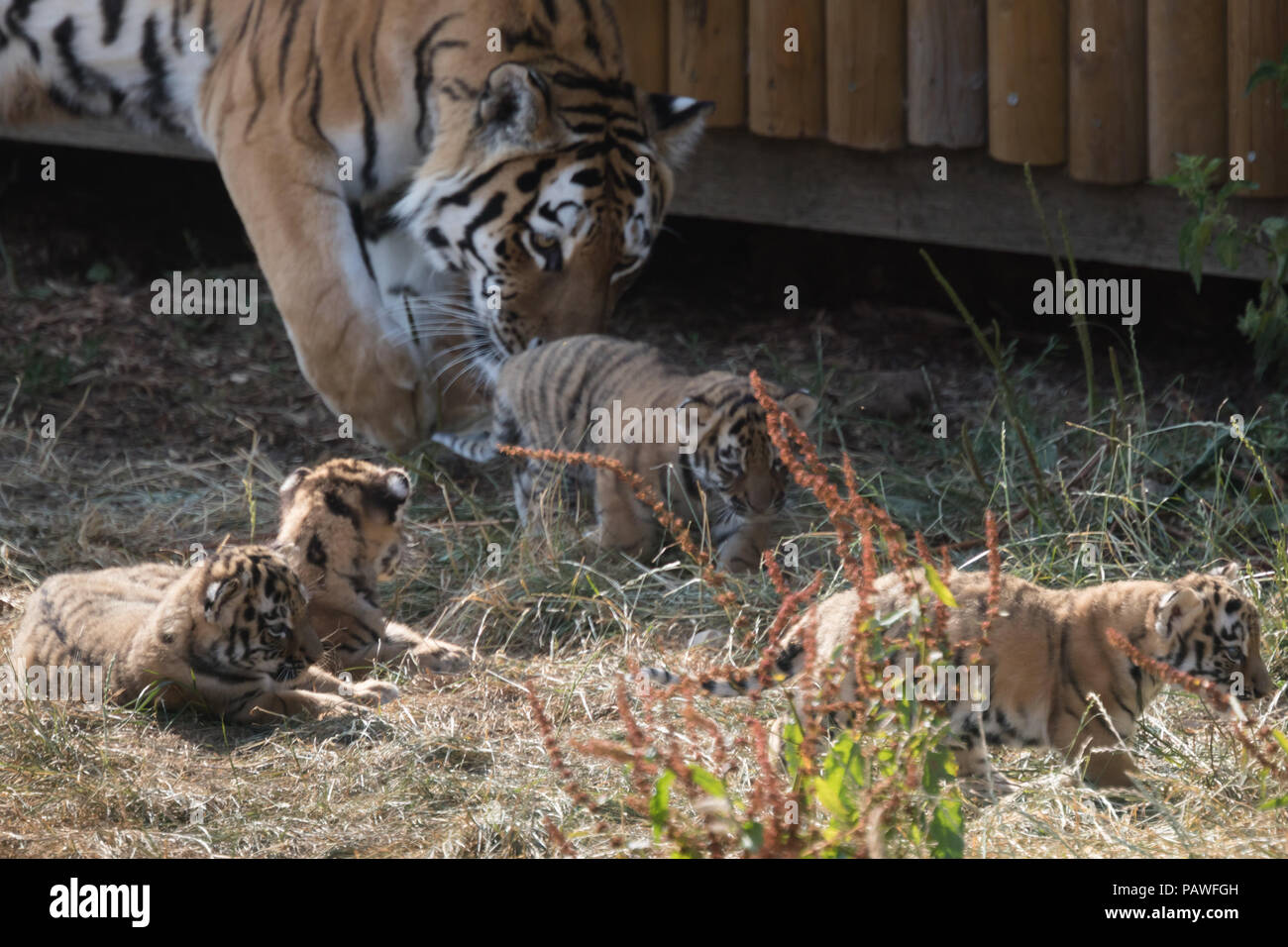 Whipsnade, UK. 25. Juli 2018. Vier gefährdeten Amur tiger Cubs, vor einem Monat bei ZSL Whipsnade Zoo geboren, gesehen spielen außerhalb ihrer Höhle. Credit: Amanda Rose/Alamy leben Nachrichten Stockfoto