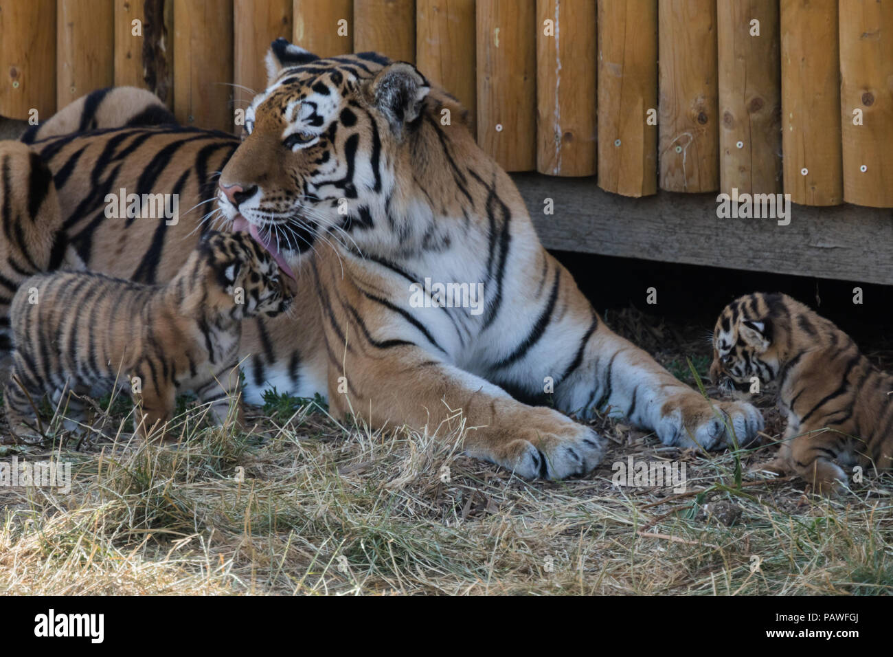 Whipsnade, UK. 25. Juli 2018. Vier gefährdeten Amur tiger Cubs, vor einem Monat bei ZSL Whipsnade Zoo geboren, gesehen spielen außerhalb ihrer Höhle. Credit: Amanda Rose/Alamy leben Nachrichten Stockfoto