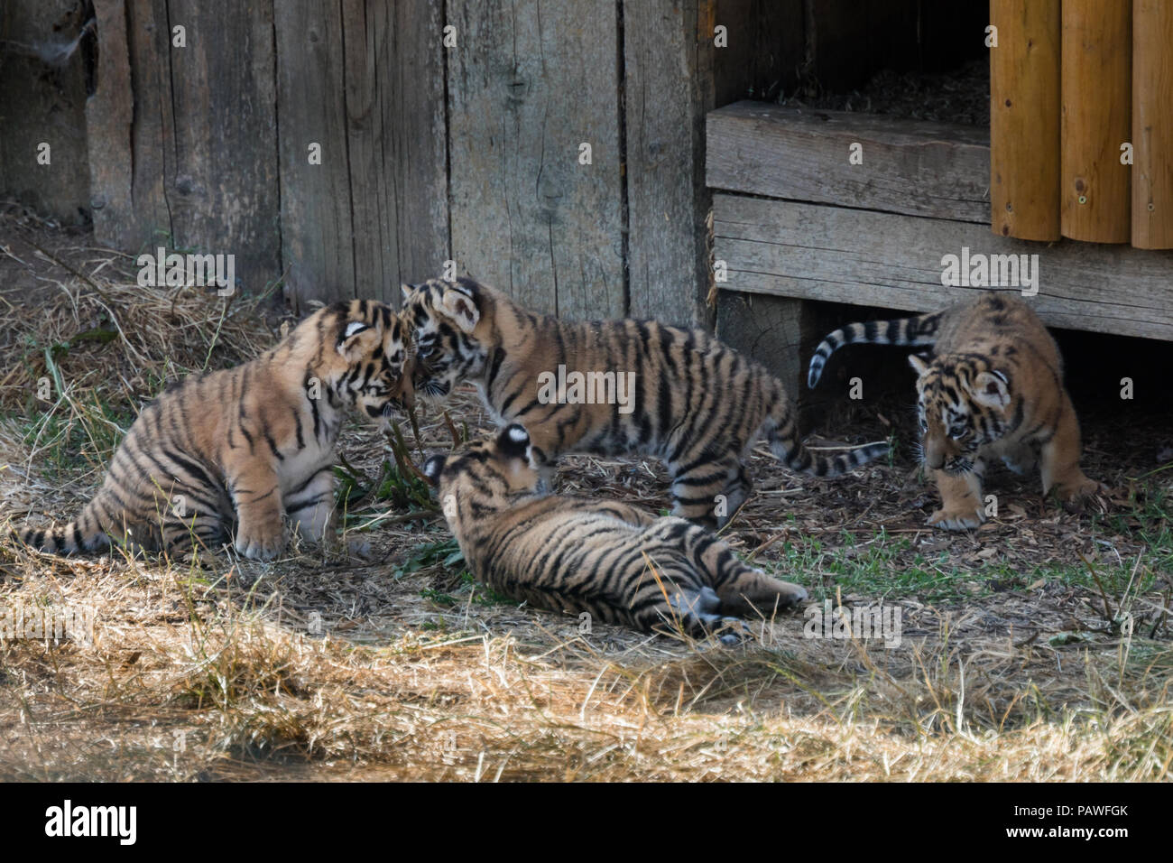 Whipsnade, UK. 25. Juli 2018. Vier gefährdeten Amur tiger Cubs, vor einem Monat bei ZSL Whipsnade Zoo geboren, gesehen spielen außerhalb ihrer Höhle. Credit: Amanda Rose/Alamy leben Nachrichten Stockfoto