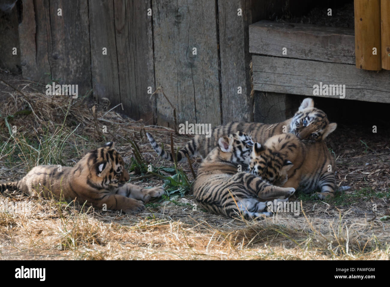 Whipsnade, UK. 25. Juli 2018. Vier gefährdeten Amur tiger Cubs, vor einem Monat bei ZSL Whipsnade Zoo geboren, gesehen spielen außerhalb ihrer Höhle. Credit: Amanda Rose/Alamy leben Nachrichten Stockfoto