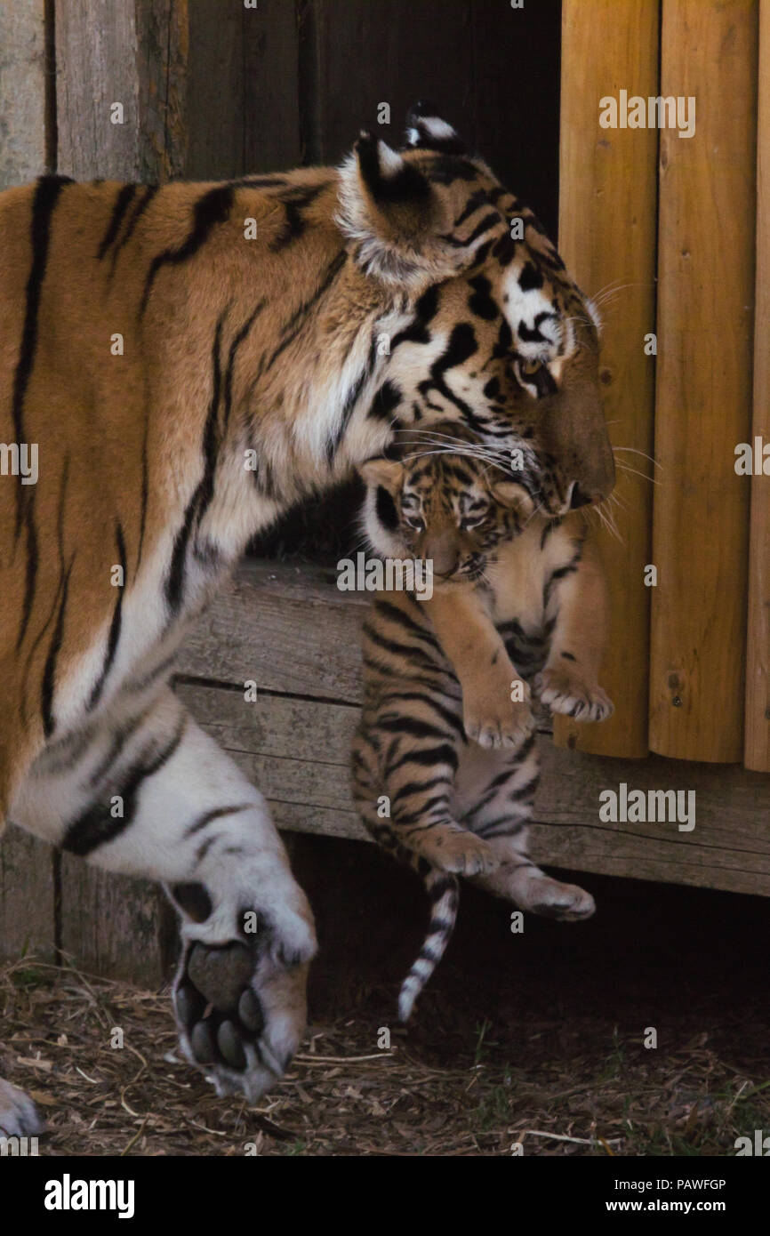 Whipsnade, UK. 25. Juli 2018. Vier gefährdeten Amur tiger Cubs, vor einem Monat bei ZSL Whipsnade Zoo geboren, gesehen spielen außerhalb ihrer Höhle. Credit: Amanda Rose/Alamy leben Nachrichten Stockfoto