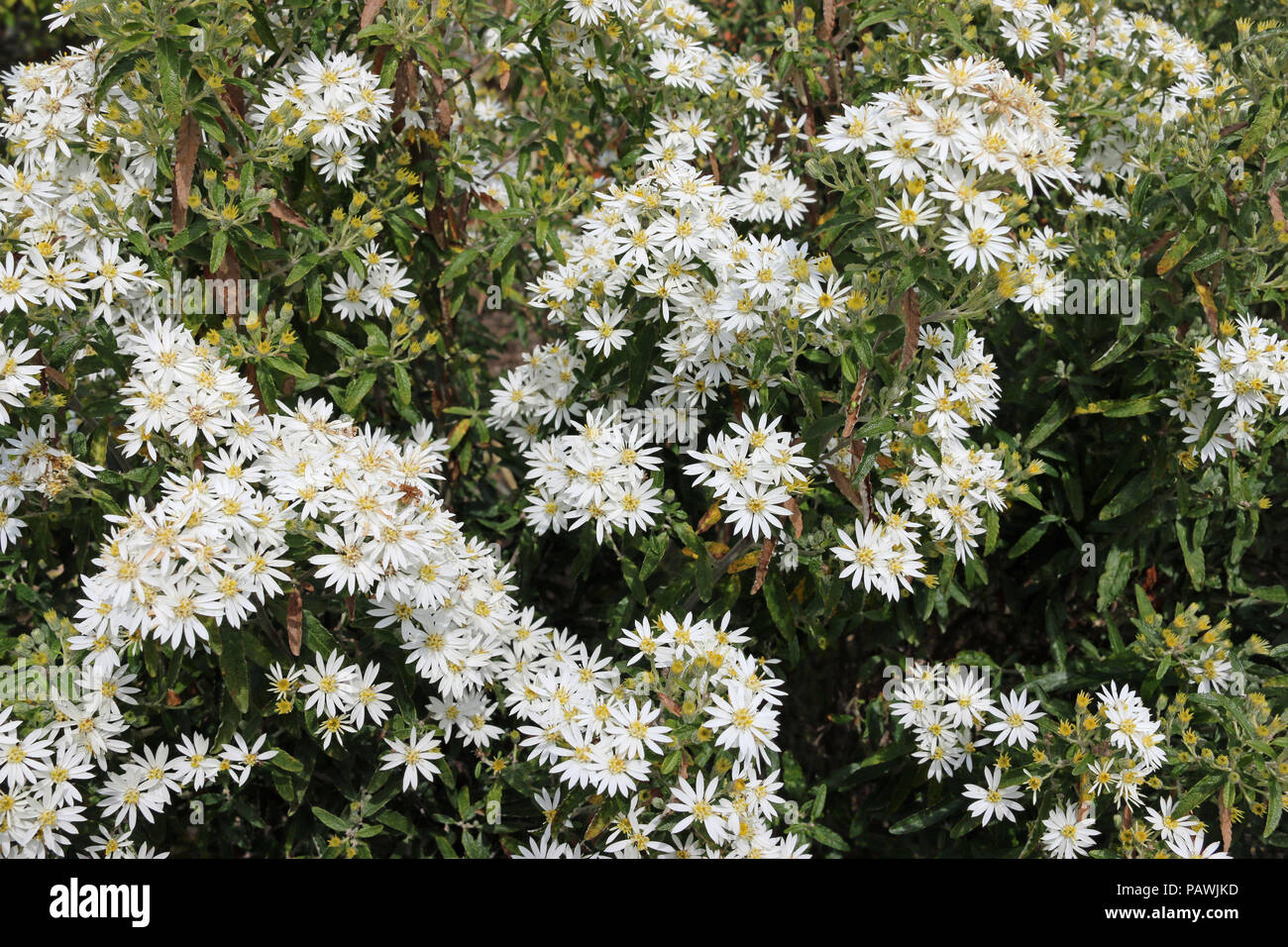 Scilly daisy Bush (Olearia x scilloniensis) in voller Blüte mit einem Hintergrund der Blätter der Pflanze. Stockfoto