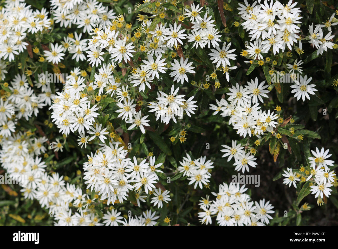 Scilly daisy Bush (Olearia x scilloniensis) in voller Blüte mit einem Hintergrund der Blätter der Pflanze. Stockfoto