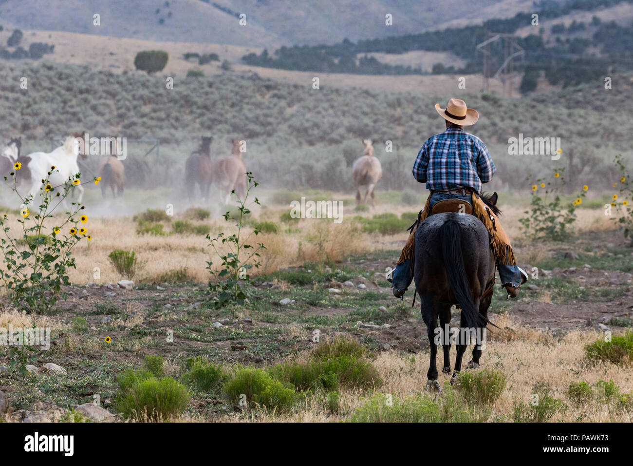 Ein einziger Cowboy reitet, um eine Horde in der trockenen, staubigen Landschaft Utahs zu umrunden. Stockfoto