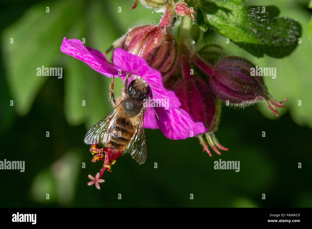 Biene sammelt Pollen aus einem violetten Geranie Blüte (Makrofotografie) Stockfoto