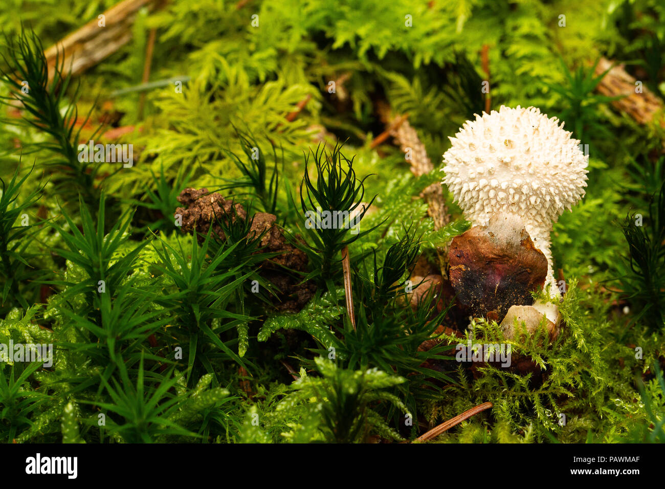 Pilz auf den Boden unter den Farn und Kiefer Nadeln Stockfoto