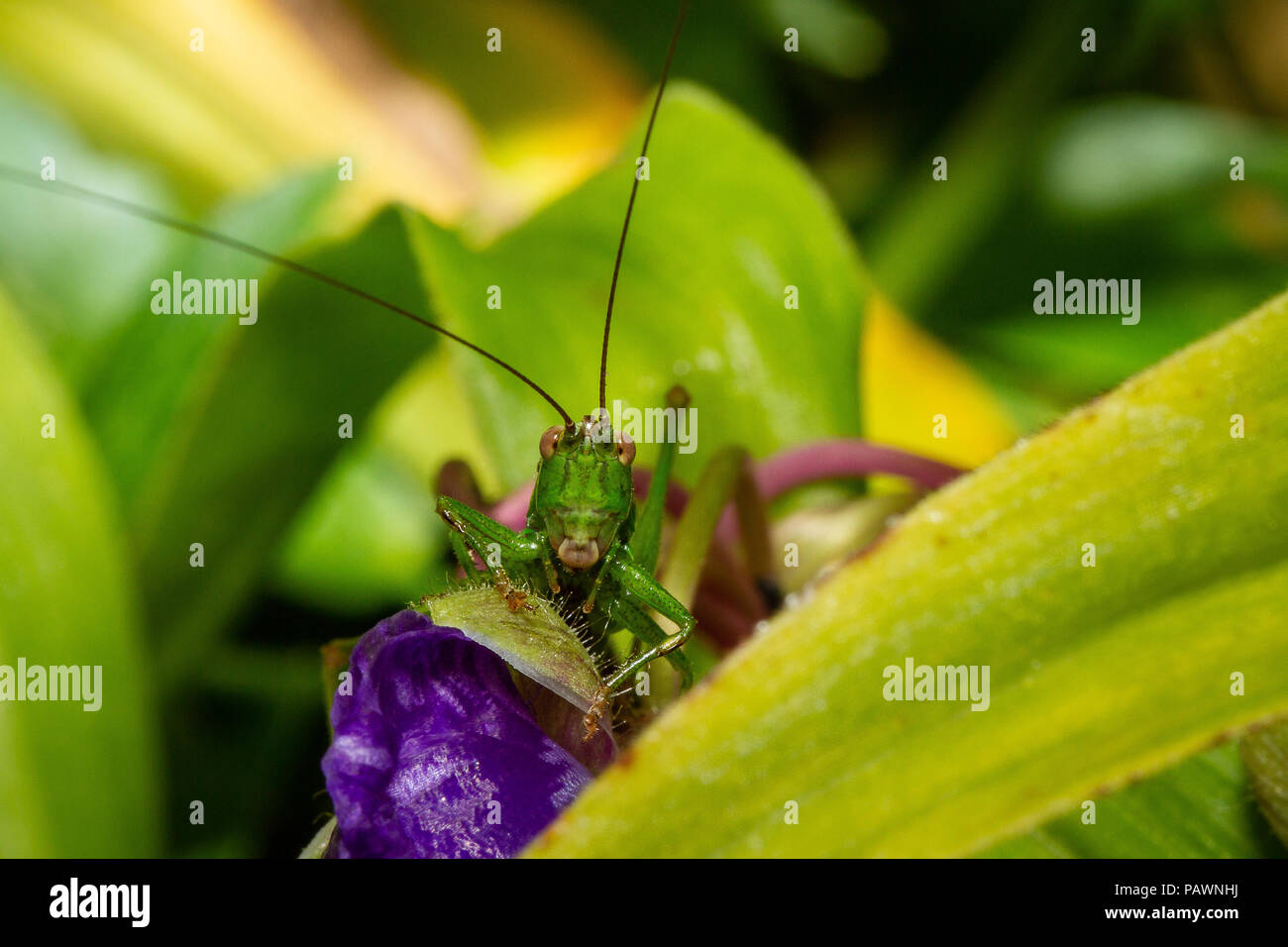 Heuschrecke auf eine ephemere Blume, Makro Fotografie Stockfoto