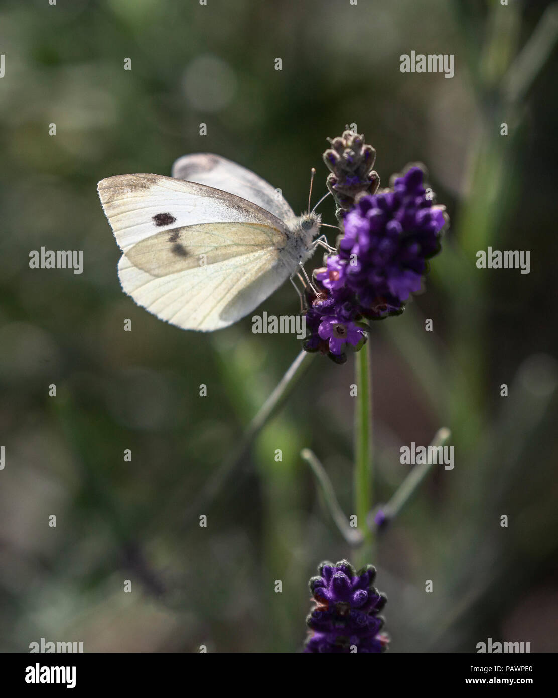 Kleinen Weißen Schmetterling, Pieris Rapae, aka kleine Kohl Weiß, auf einem Lavendel Blume an einem sonnigen Sommertag. Stockfoto