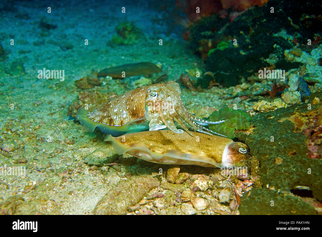 Zwei Pharao Tintenfische (Sepia pharaonis), auf der Suche nach der Nahrung sind, Gato Island, Insel Malapascua, Cebu, Philippinen Stockfoto