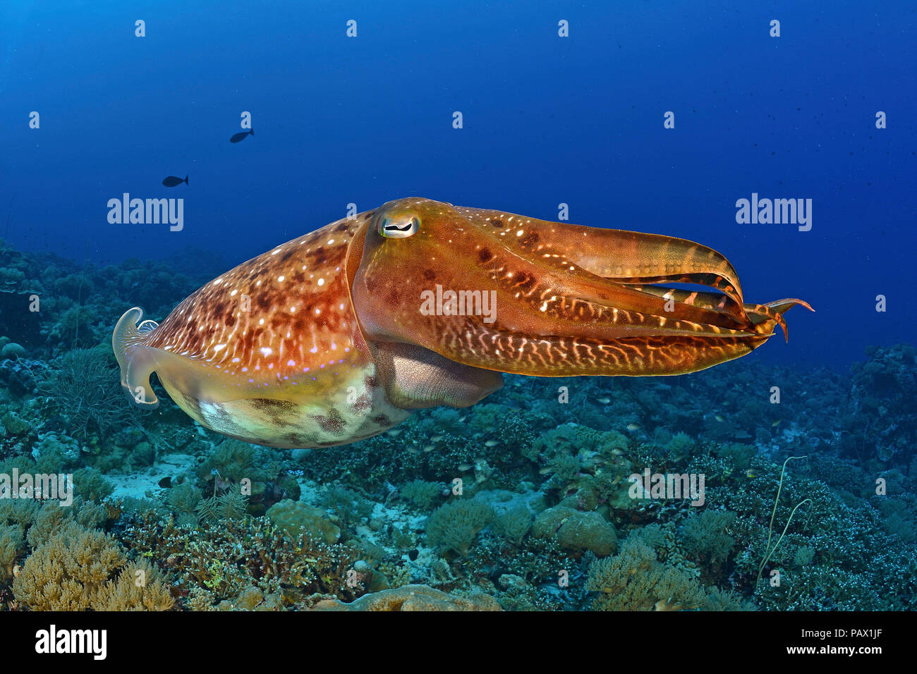 Broadclub Tintenfische (Sepia latimanus), Palau, Mikronesia Stockfoto