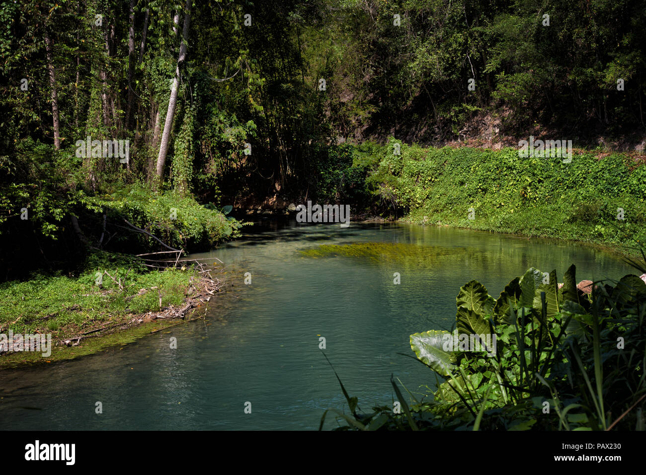 Rain Forest River, Jamaica türkisfarbene Fluss inmitten einer üppigen tropischen Regenwald. Stockfoto