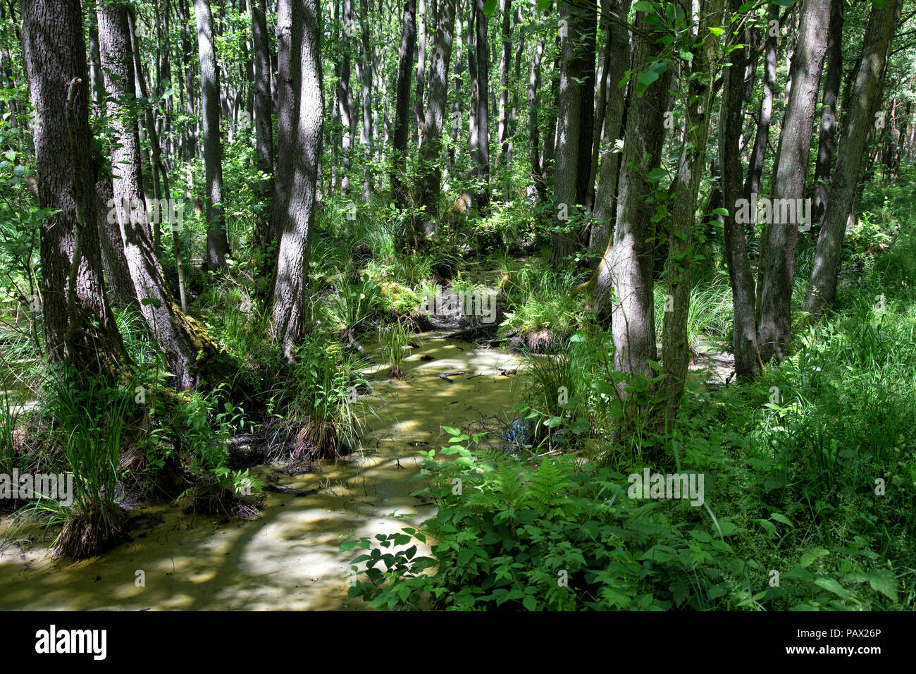 Alte Wald im Osten Deutschlands in der Nähe von der polnischen Grenze