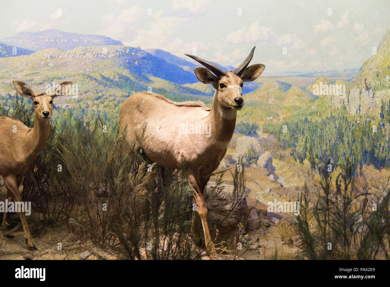 NEW YORK, USA - 22.September 2015: Antilope Modell im Amerikanischen Museum für Naturgeschichte (AMNH). Es ist eines der größten Museen der Welt. Stockfoto