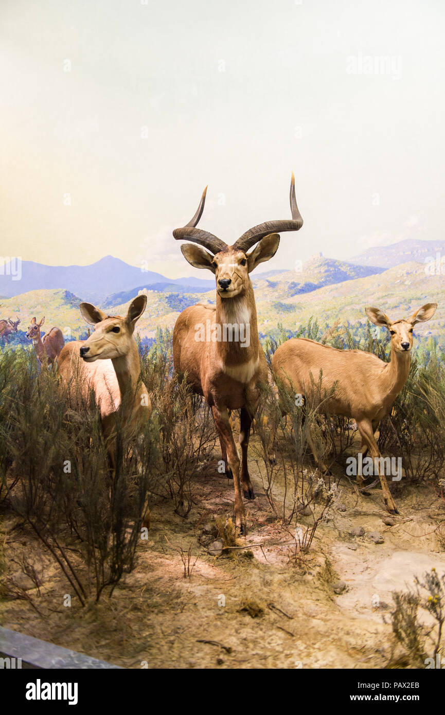 NEW YORK, USA - 22.September 2015: Antilope Modell im Amerikanischen Museum für Naturgeschichte (AMNH). Es ist eines der größten Museen der Welt. Stockfoto