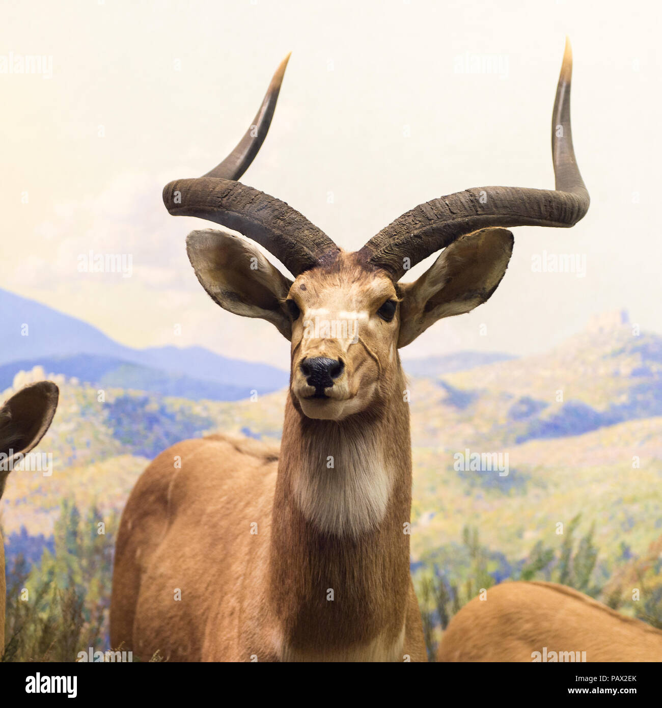 NEW YORK, USA - 22.September 2015: Antilope Modell im Amerikanischen Museum für Naturgeschichte (AMNH). Es ist eines der größten Museen der Welt. Stockfoto