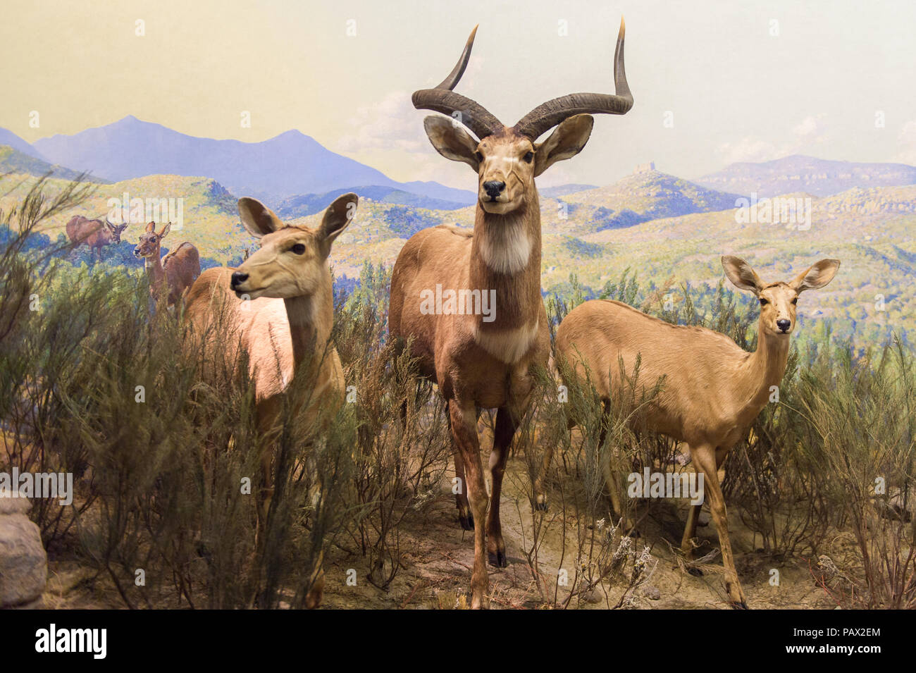 NEW YORK, USA - 22.September 2015: Antilope Modell im Amerikanischen Museum für Naturgeschichte (AMNH). Es ist eines der größten Museen der Welt. Stockfoto