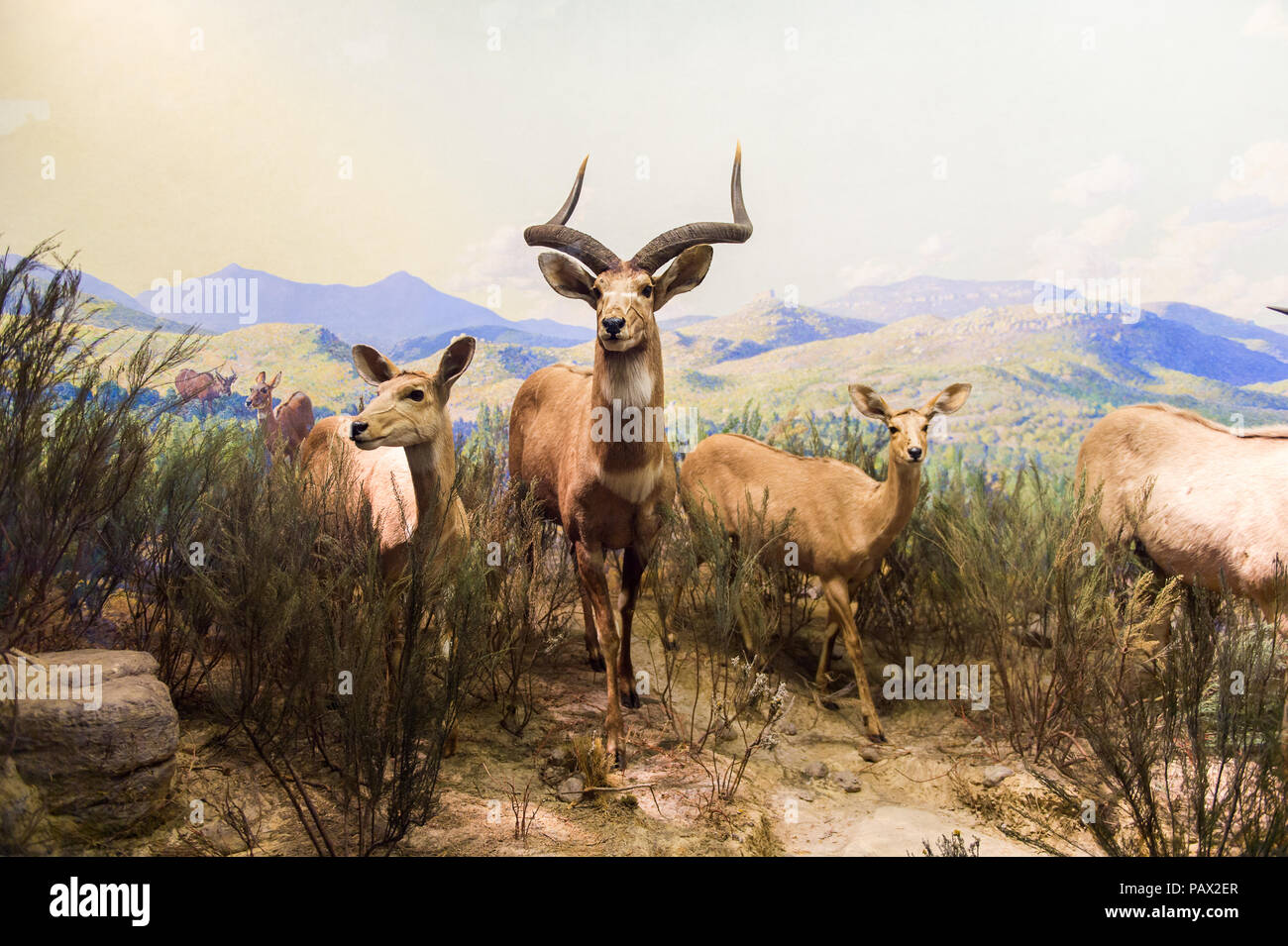 NEW YORK, USA - 22.September 2015: Antilope Modell im Amerikanischen Museum für Naturgeschichte (AMNH). Es ist eines der größten Museen der Welt. Stockfoto