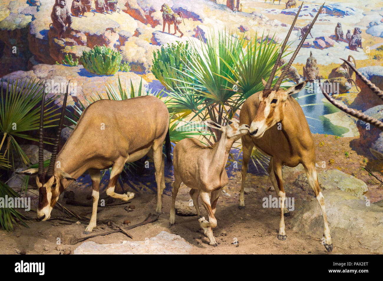 NEW YORK, USA - 22.September 2015: Antilope Modell im Amerikanischen Museum für Naturgeschichte (AMNH). Es ist eines der größten Museen der Welt. Stockfoto