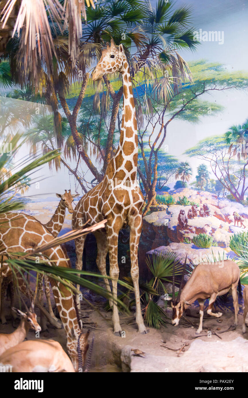 NEW YORK, USA - 22.September 2015: Giraffe Modell im Amerikanischen Museum für Naturgeschichte (AMNH). Es ist eines der größten Museen der Welt. Stockfoto