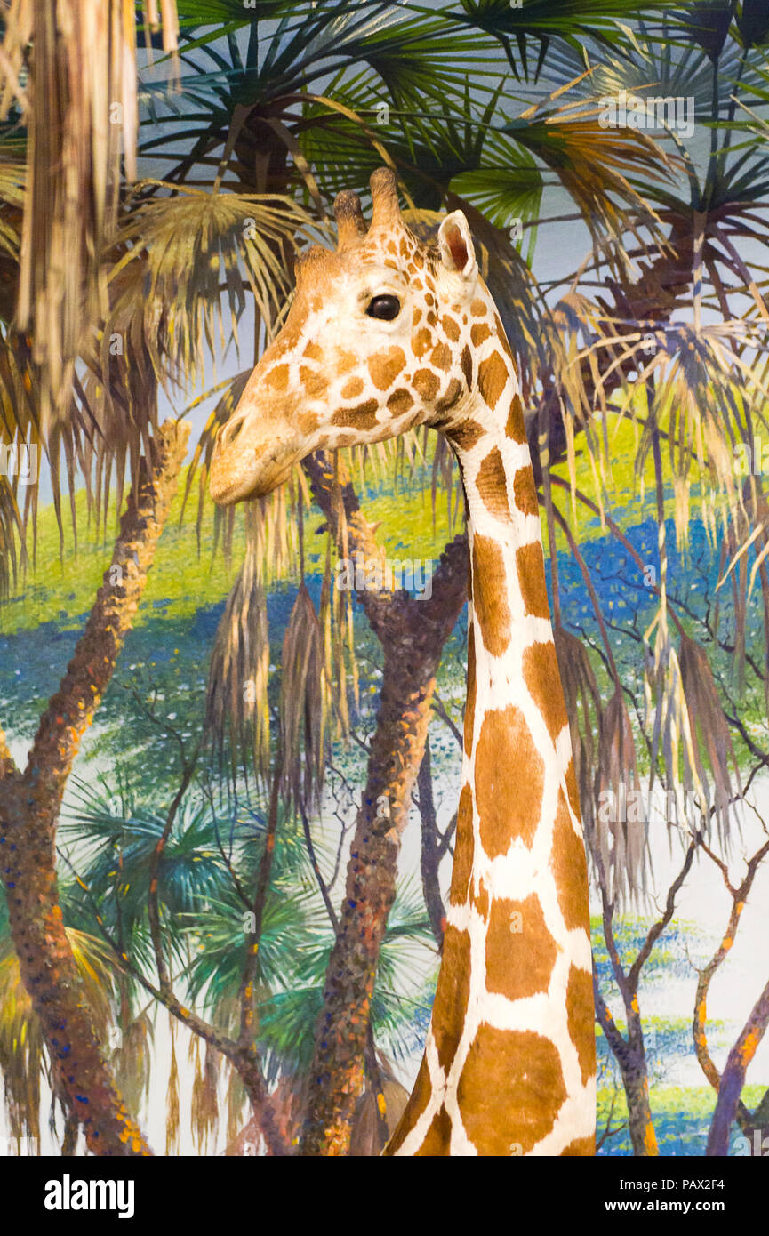 NEW YORK, USA - 22.September 2015: Giraffe Modell im Amerikanischen Museum für Naturgeschichte (AMNH). Es ist eines der größten Museen der Welt. Stockfoto