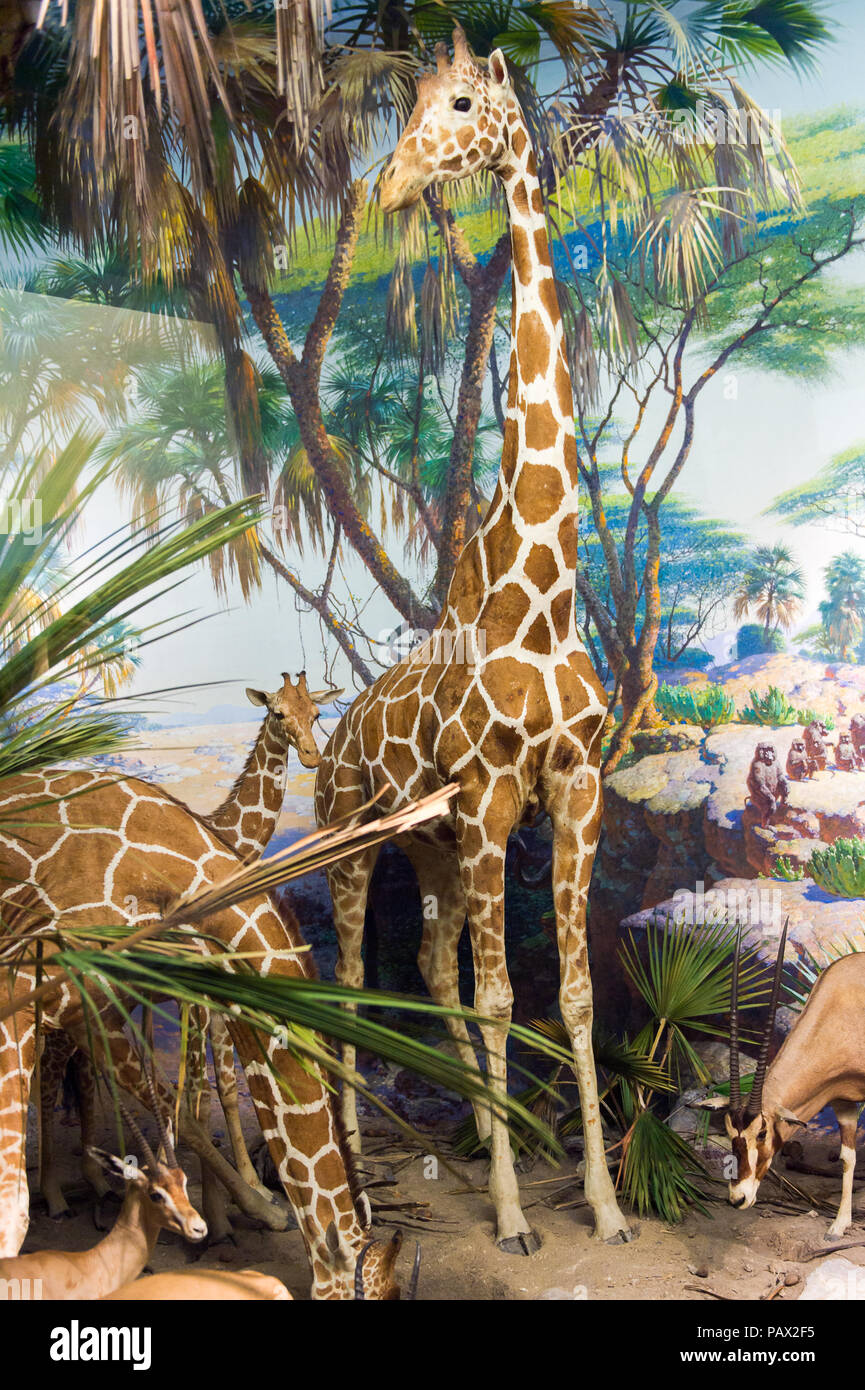 NEW YORK, USA - 22.September 2015: Giraffe Modell im Amerikanischen Museum für Naturgeschichte (AMNH). Es ist eines der größten Museen der Welt. Stockfoto