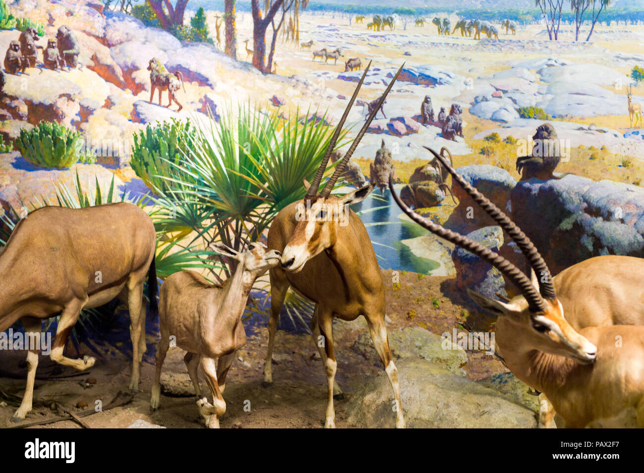 NEW YORK, USA - 22.September 2015: Antilope Modelle im Amerikanischen Museum für Naturgeschichte (AMNH). Es ist eines der größten Museen der Welt. Stockfoto