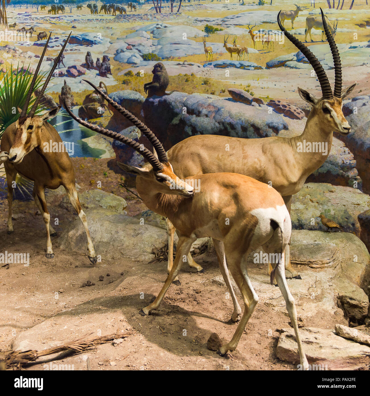 NEW YORK, USA - 22.September 2015: Antilope Modelle im Amerikanischen Museum für Naturgeschichte (AMNH). Es ist eines der größten Museen der Welt. Stockfoto